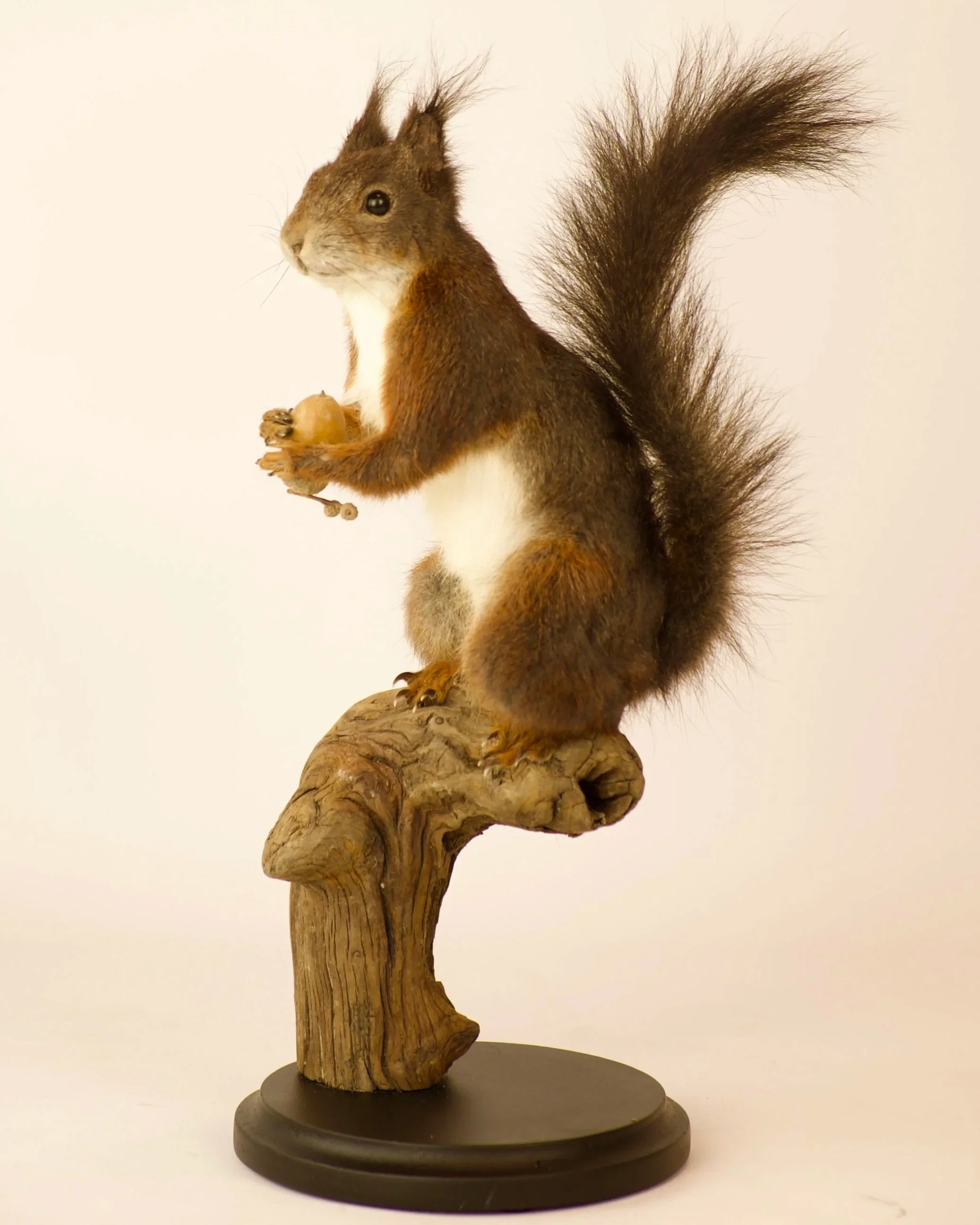 Quality taxidermy of cute squirrel - unique stuffed animals by Katja Guilini - Belgium