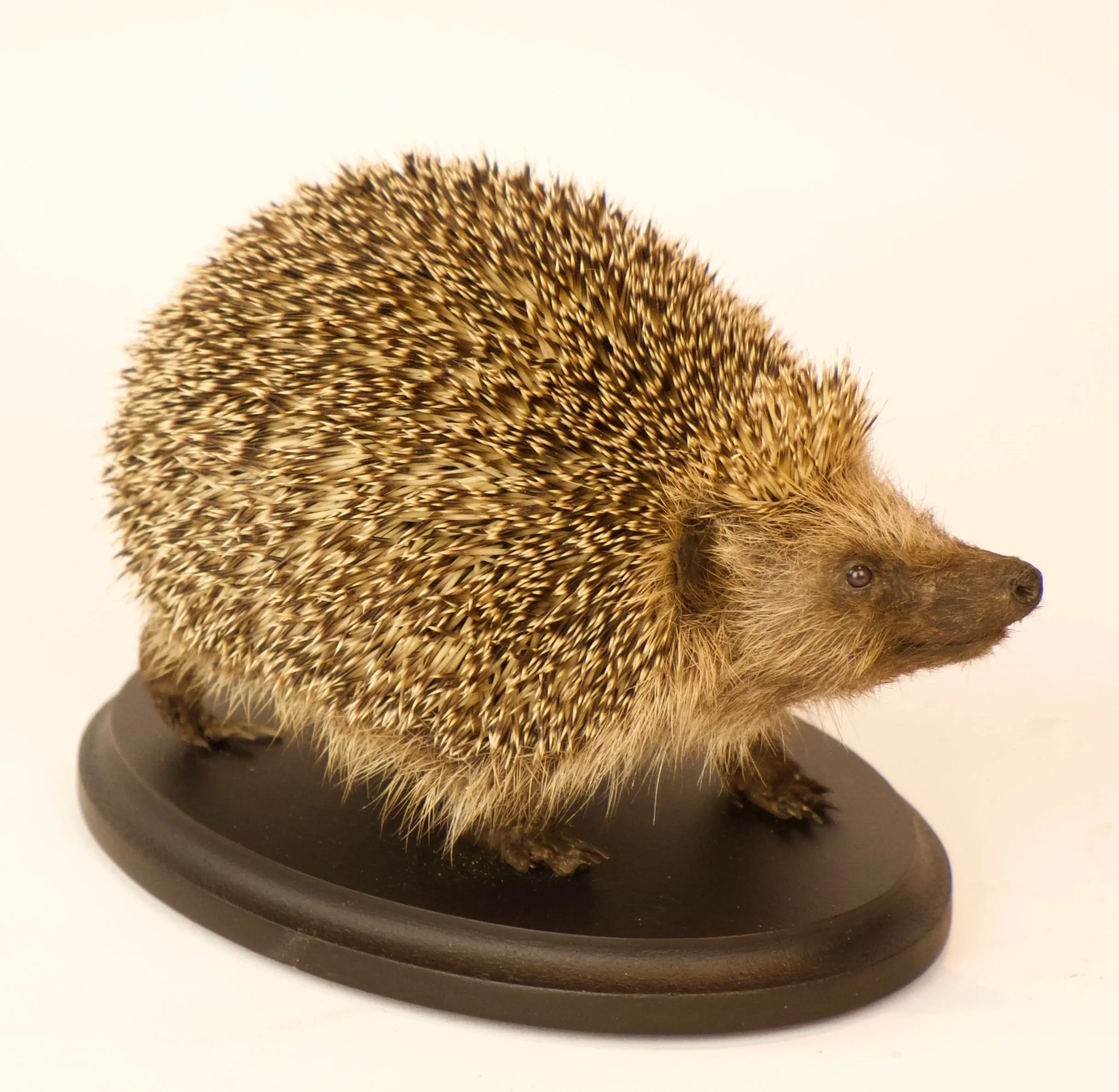 Kwaliteitsvolle taxidermie van egel - unieke opgezette dieren door Katja Guilini - België