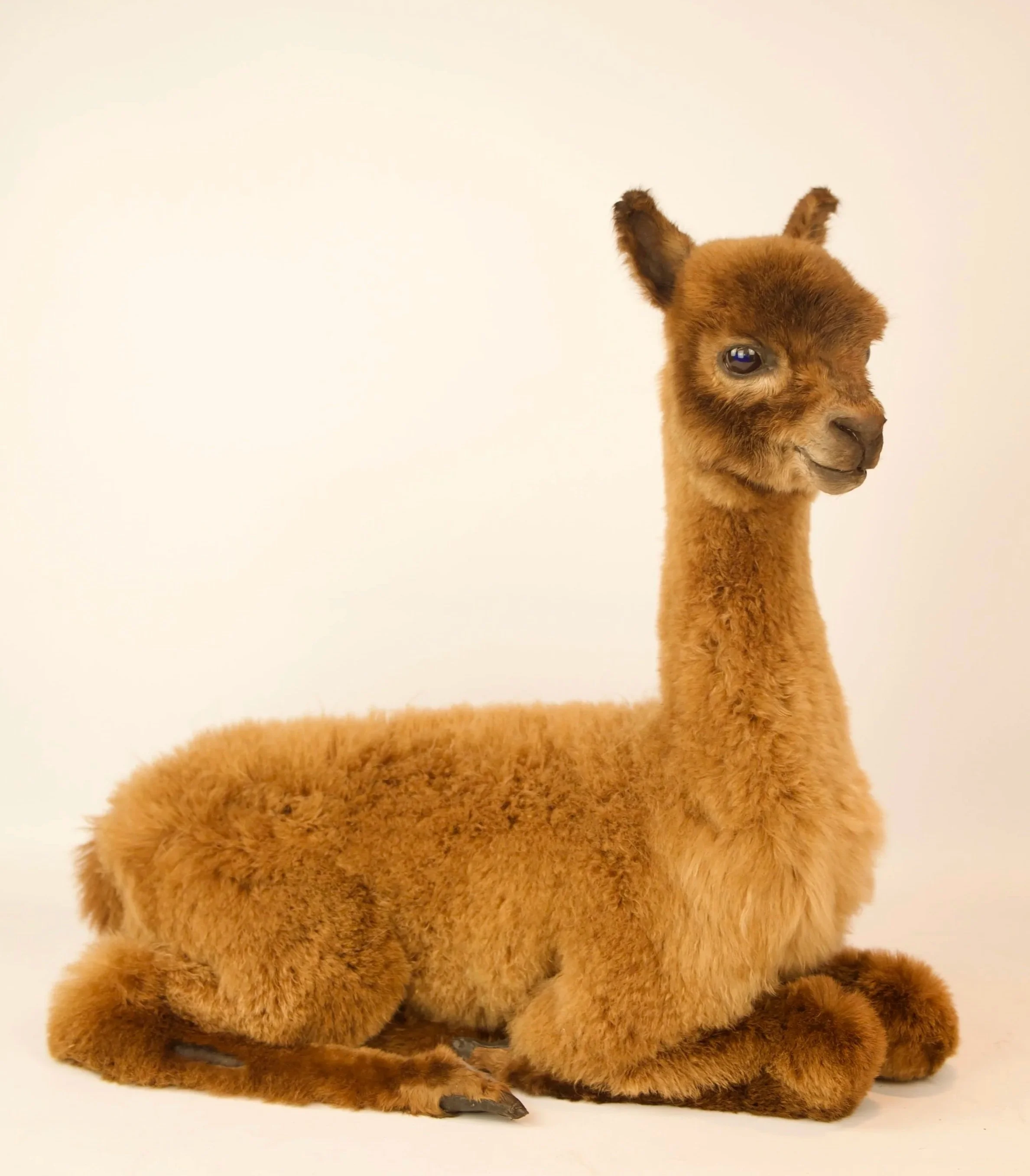 Kwaliteitsvolle taxidermie van alpaca lam - unieke opgezette dieren door Katja Guilini - België