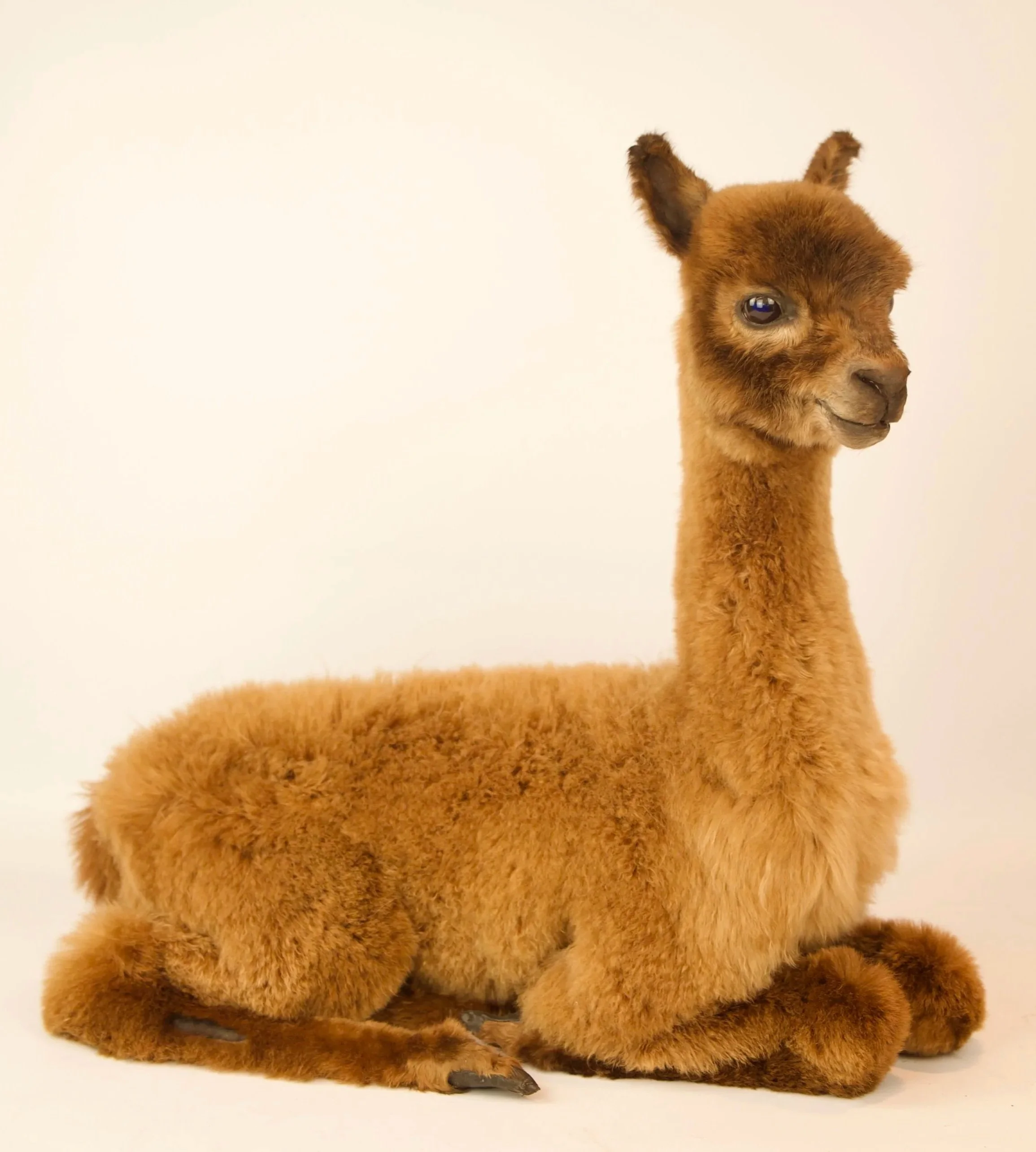Quality taxidermy of alpaca lamb - unique stuffed animals by Katja Guilini - Belgium