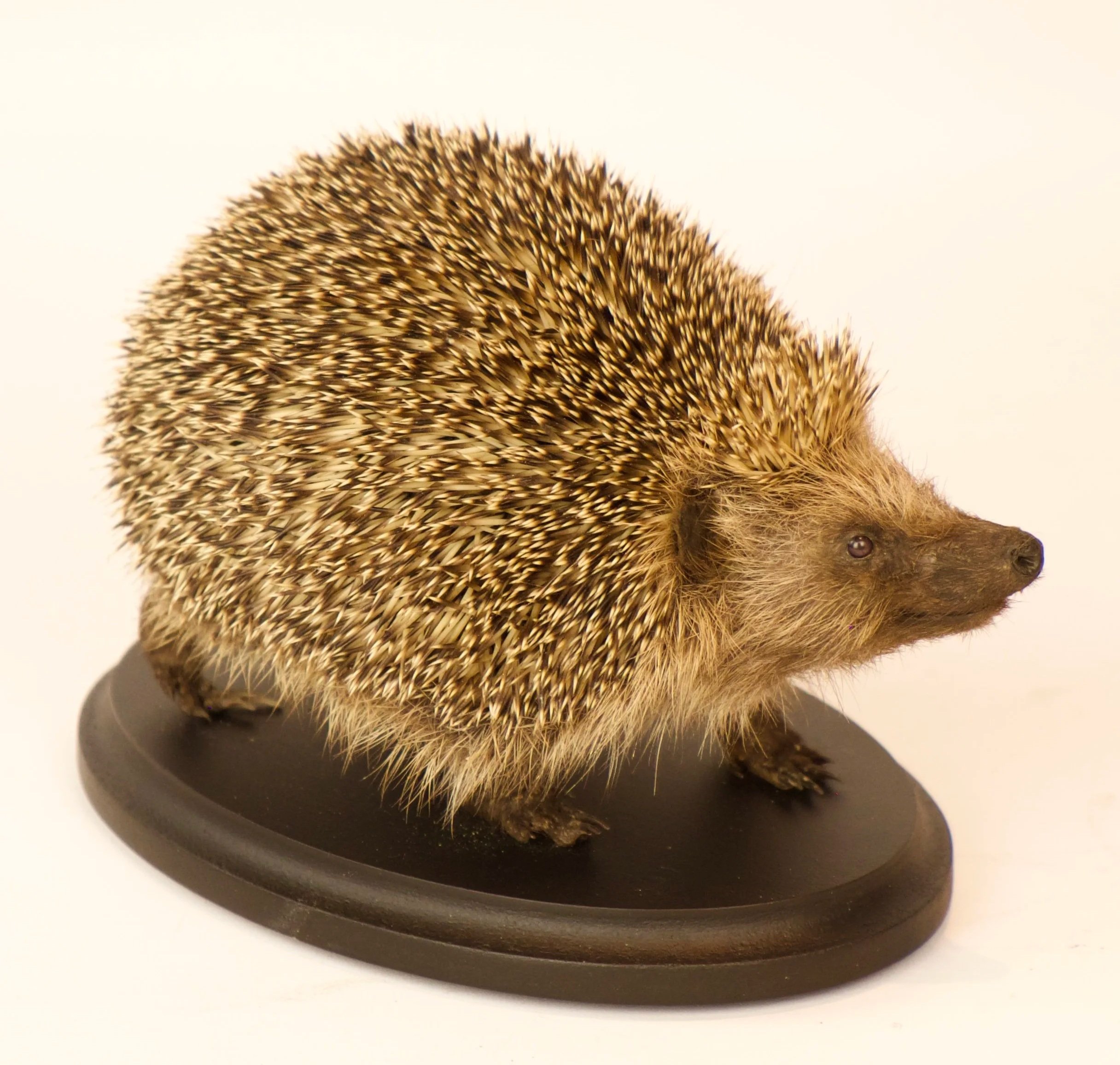 Quality taxidermy of hedgehog - unique stuffed animals by Katja Guilini - Belgium