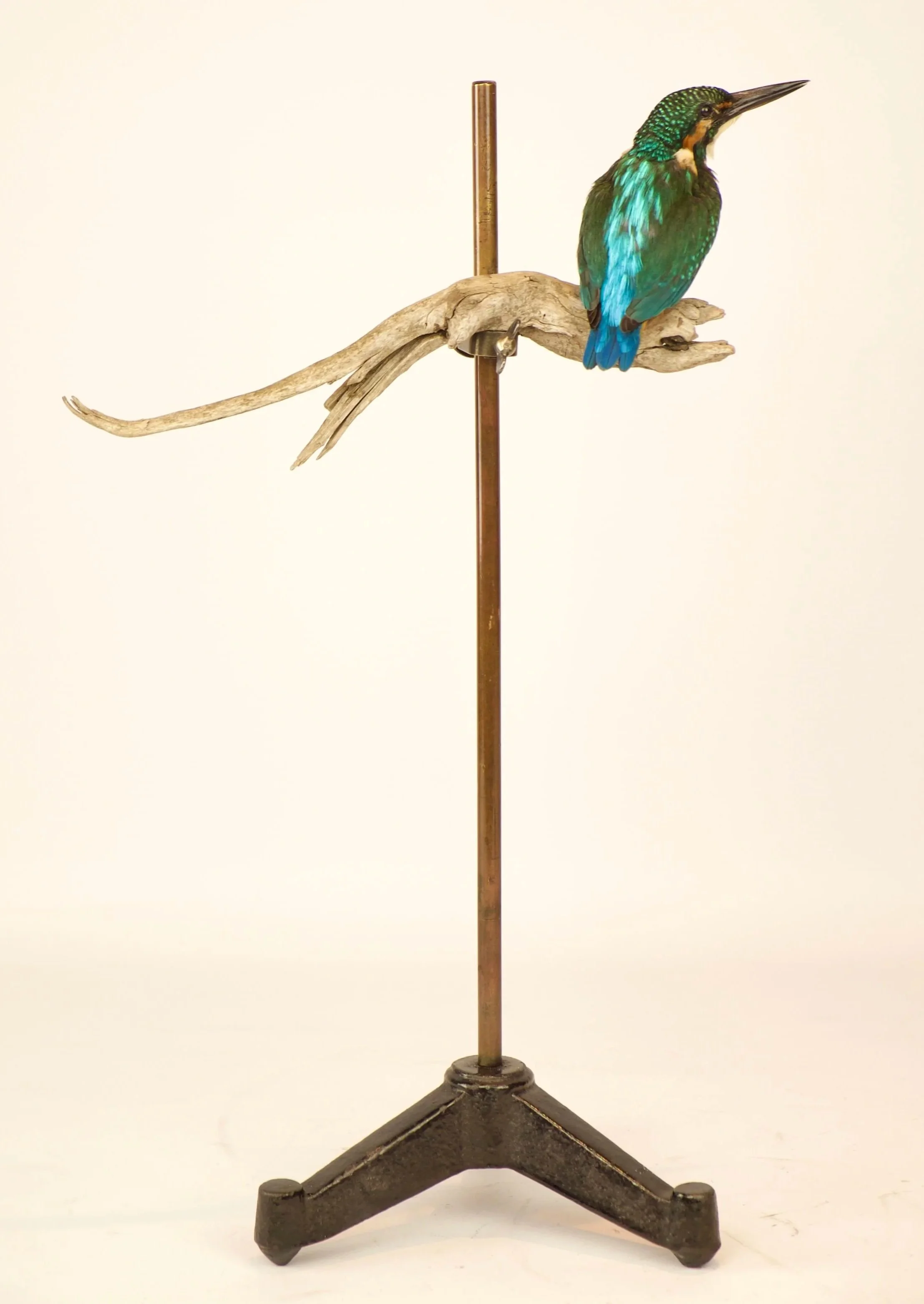 Kwalitatieve taxidermie van ijsvogel - unieke opgezette dieren door Katja Guilini - België