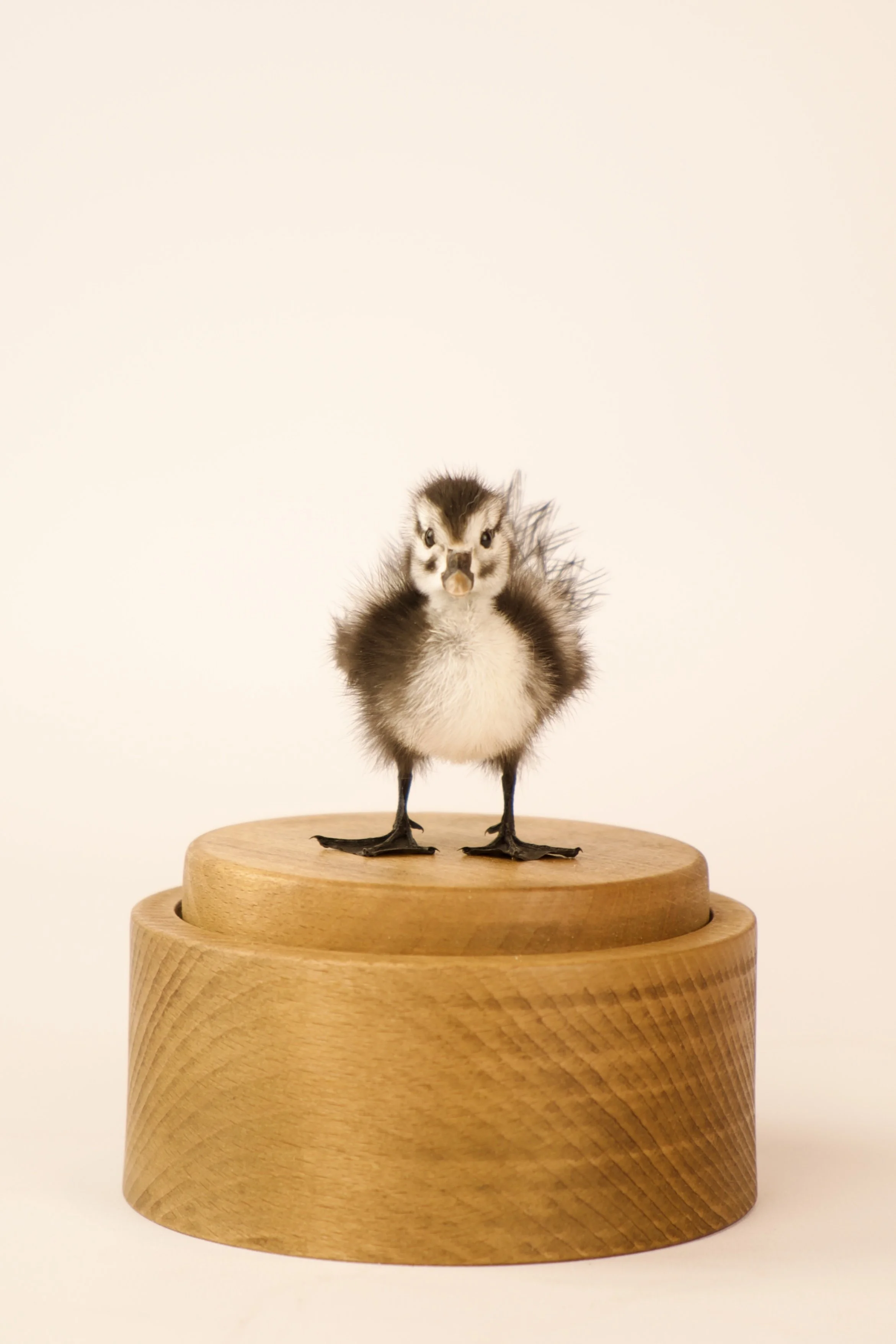 Unique taxidermy music box - handmade by Katja Guilini