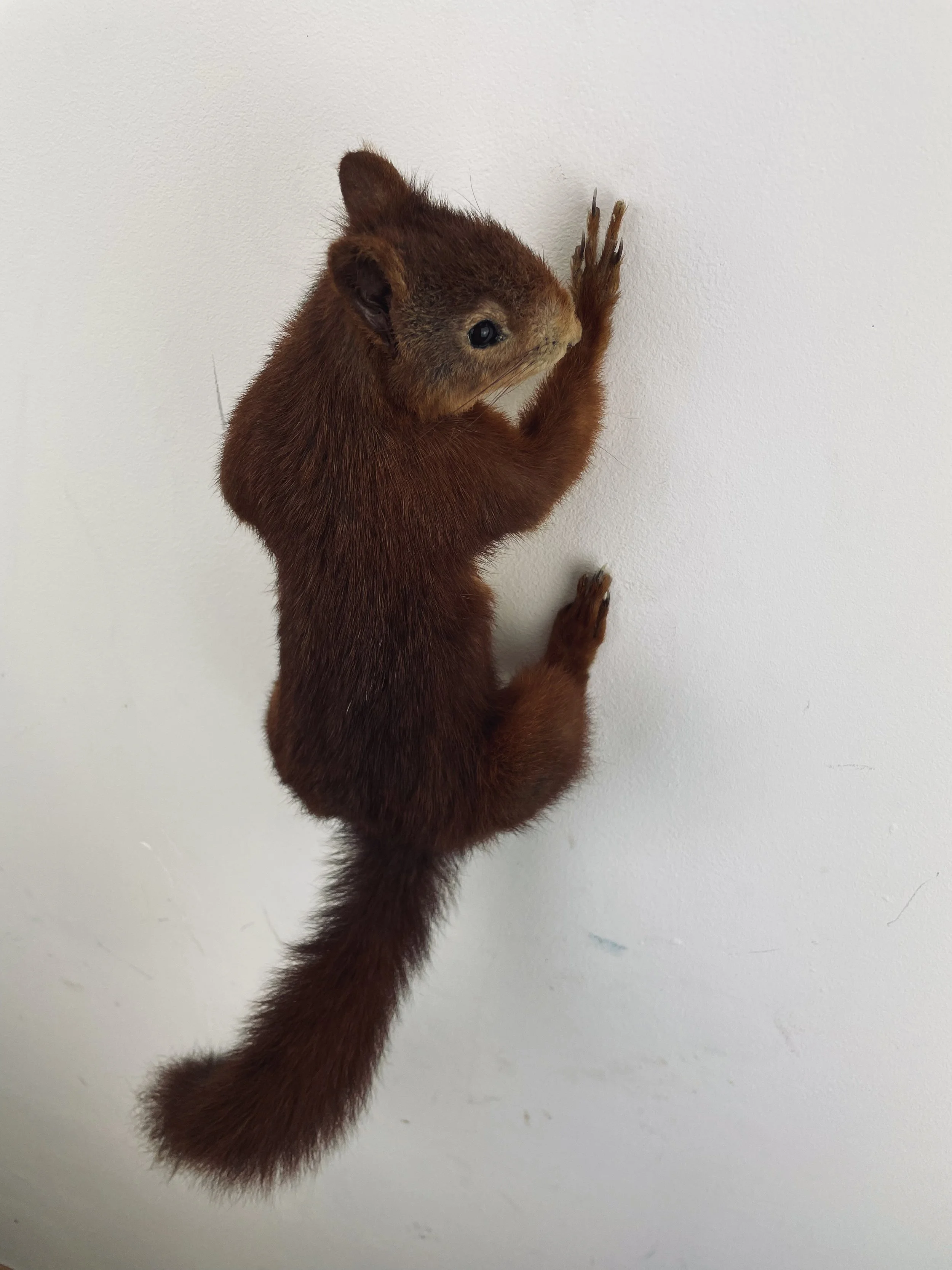 Quality taxidermy of cute squirrel - unique stuffed animals by Katja Guilini - Belgium