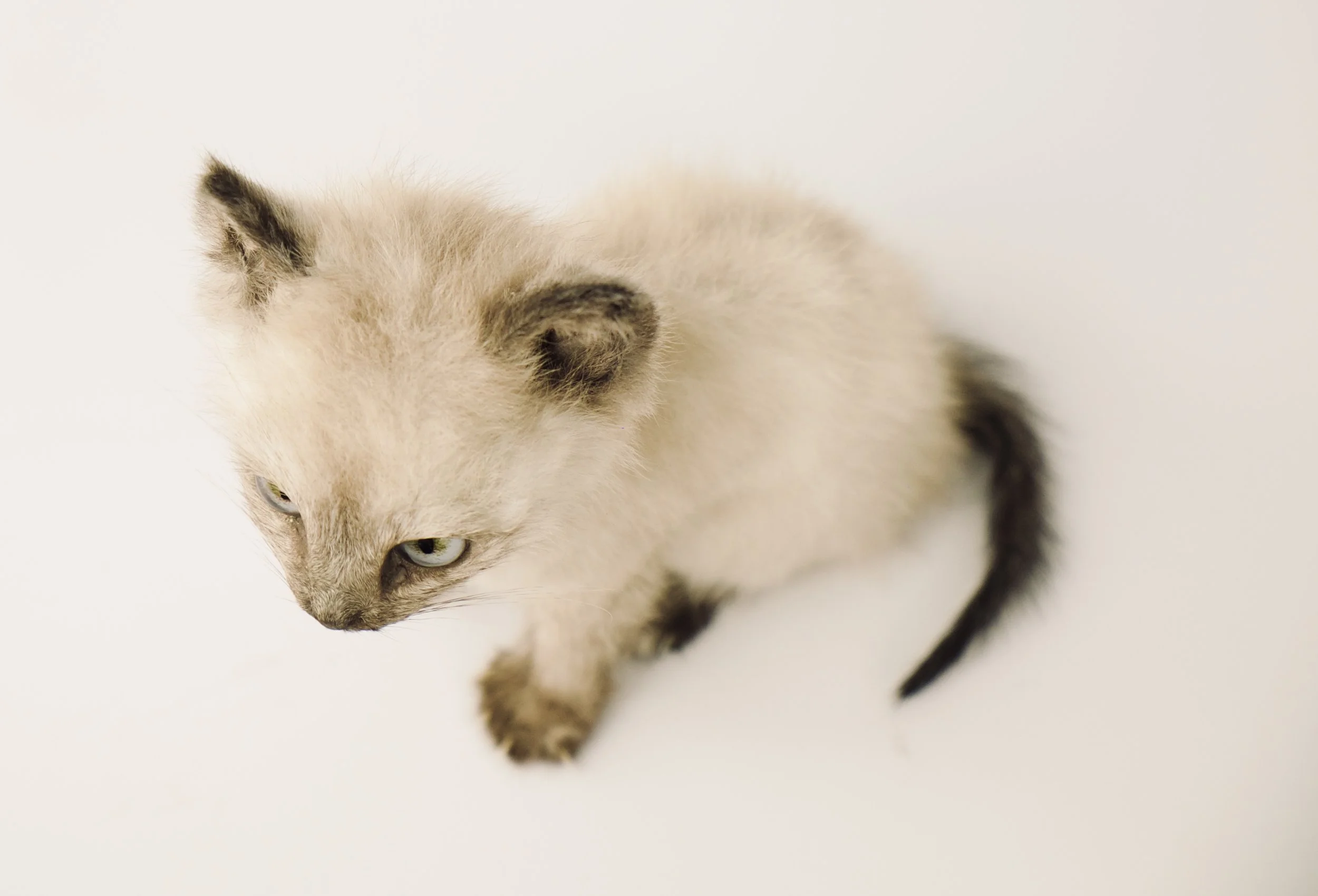 taxidermie kitten