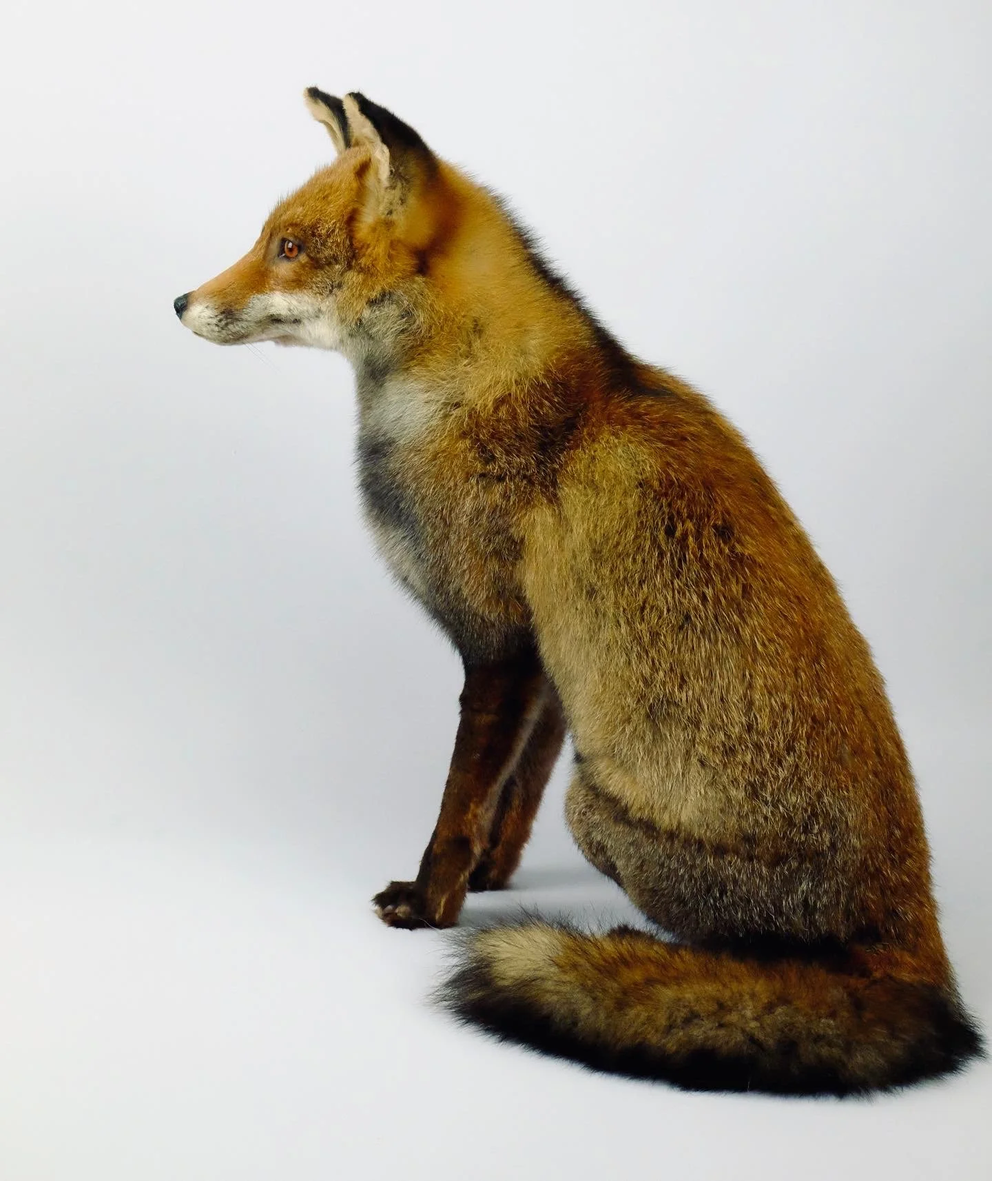 Quality taxidermy of red fox - unique stuffed animals by Katja Guilini - Belgium
