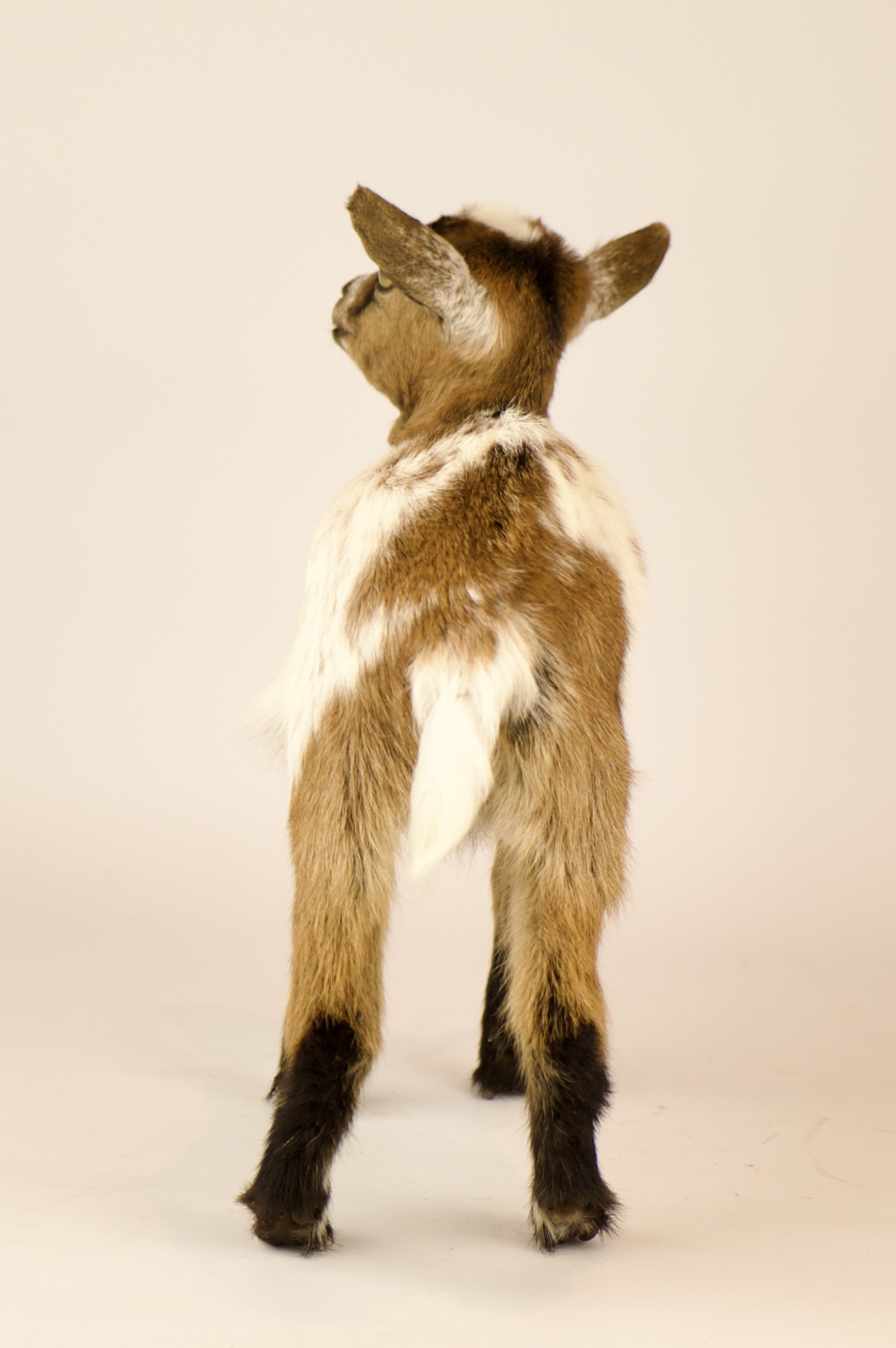 Unieke taxidermie geitje - handgemaakt door Katja Guilini