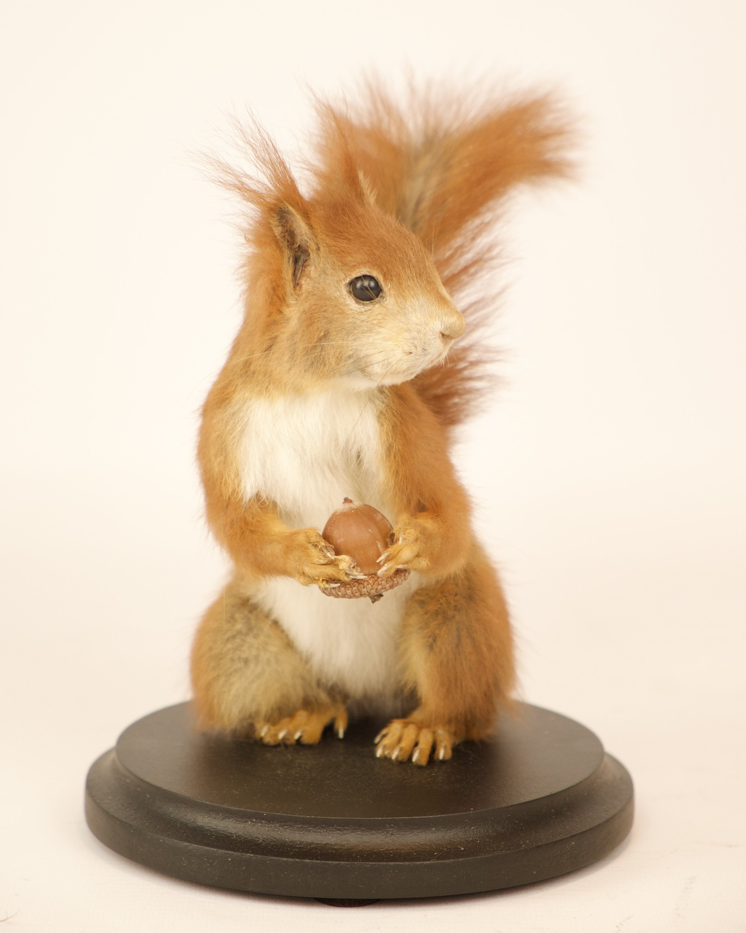Kwalitatieve taxidermie van eekhoorn - unieke opgezette dieren door Katja Guilini - België