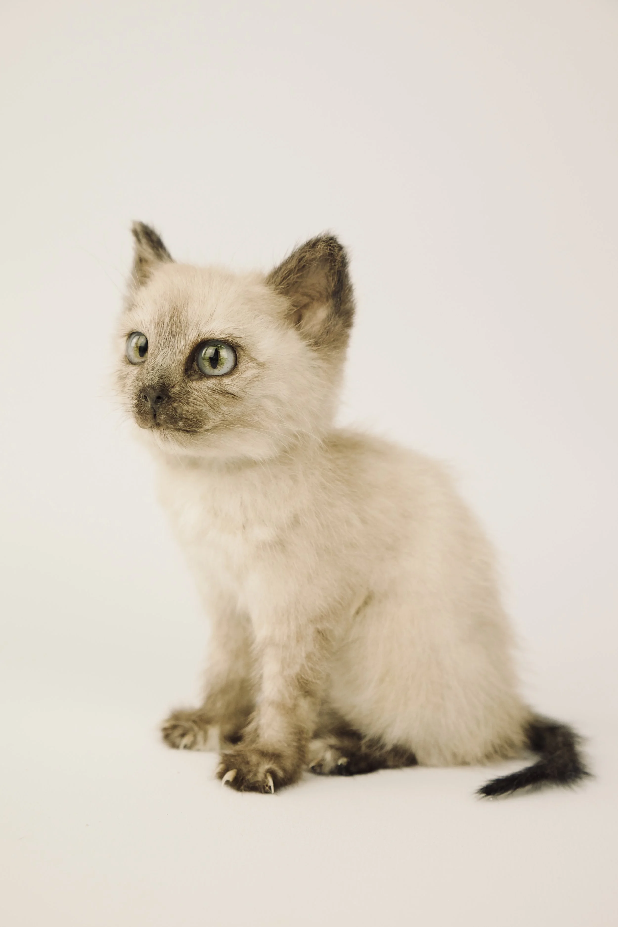 Kwaliteitsvolle taxidermie van schattige kitten in lichte tinten en blauwe ogen - unieke opgezette dieren door Katja Guilini - België