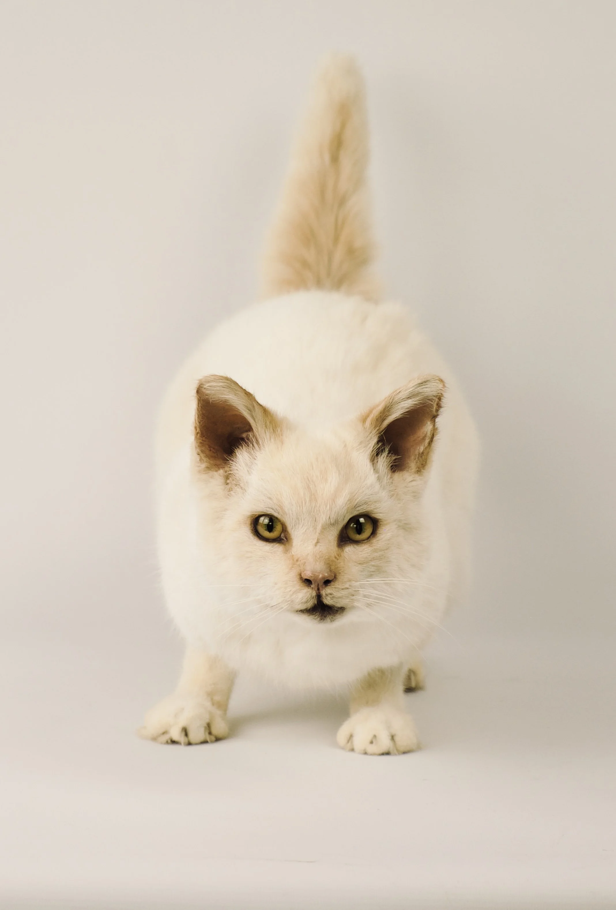 Artistic taxidermy of sneaky house cat - unique stuffed animals by Katja Guilini - Belgium