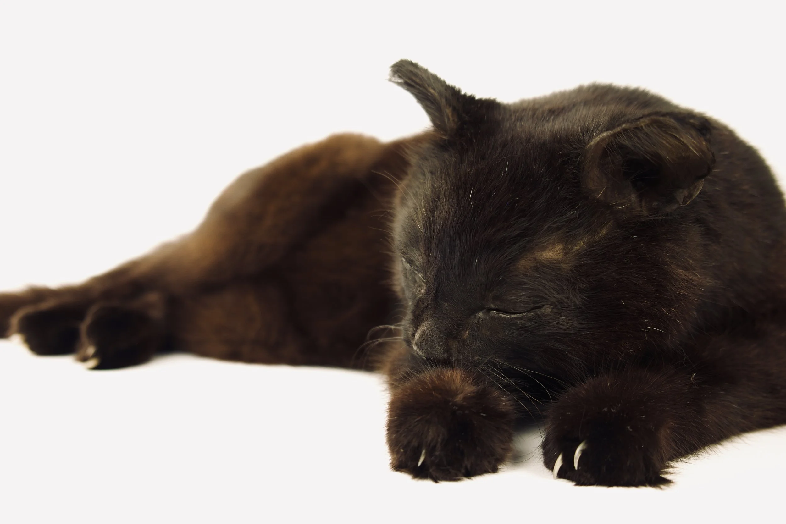 Artistieke taxidermie van huisdier kat - unieke opgezette dieren door Katja Guilini - België