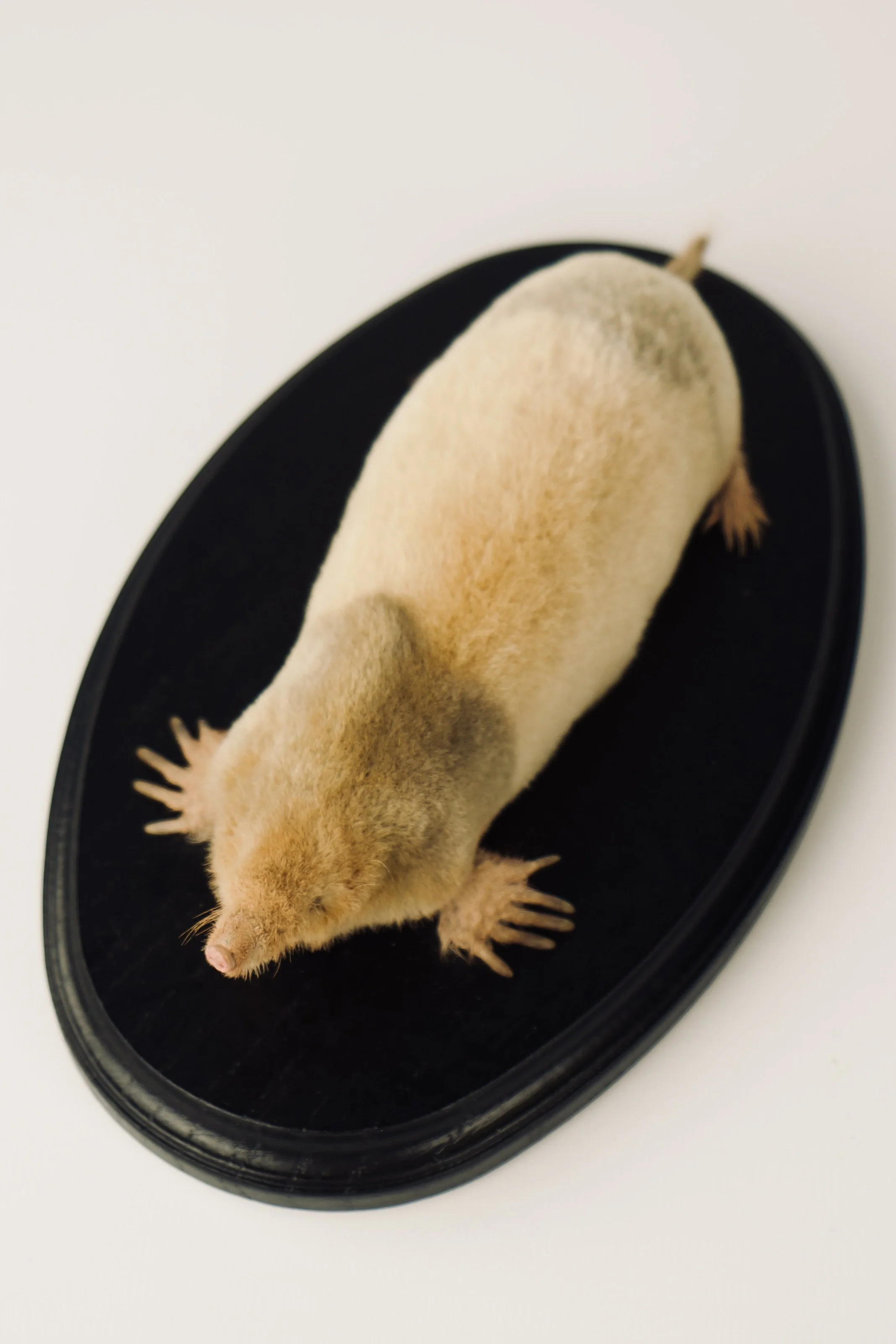 Artistieke taxidermie van albino mol - unieke opgezette dieren door Katja Guilini - België