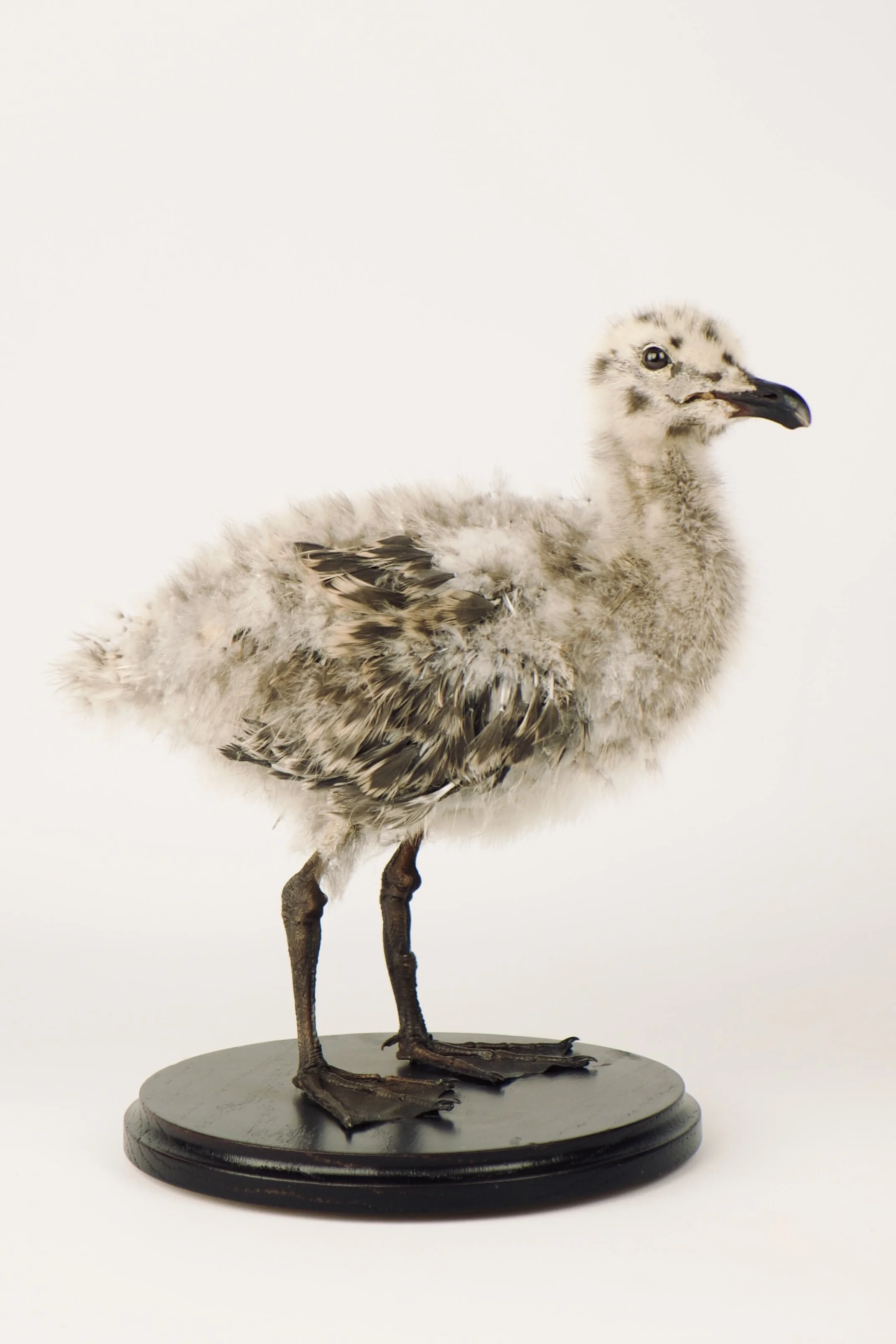 Artistieke taxidermie van meeuwenjong, museum project - unieke opgezette dieren door Katja Guilini - België