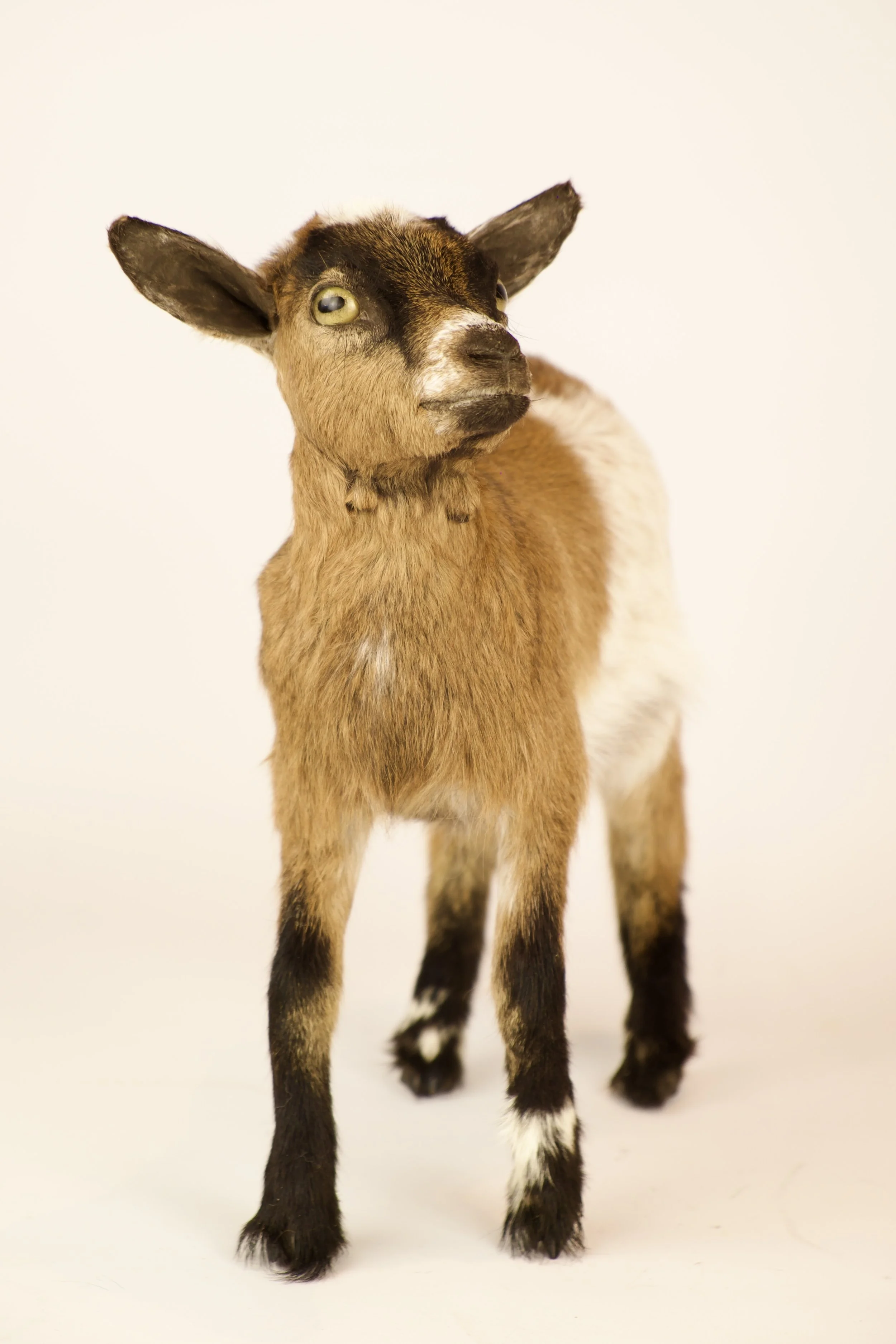 Unieke taxidermie geitje - handgemaakt door Katja Guilini