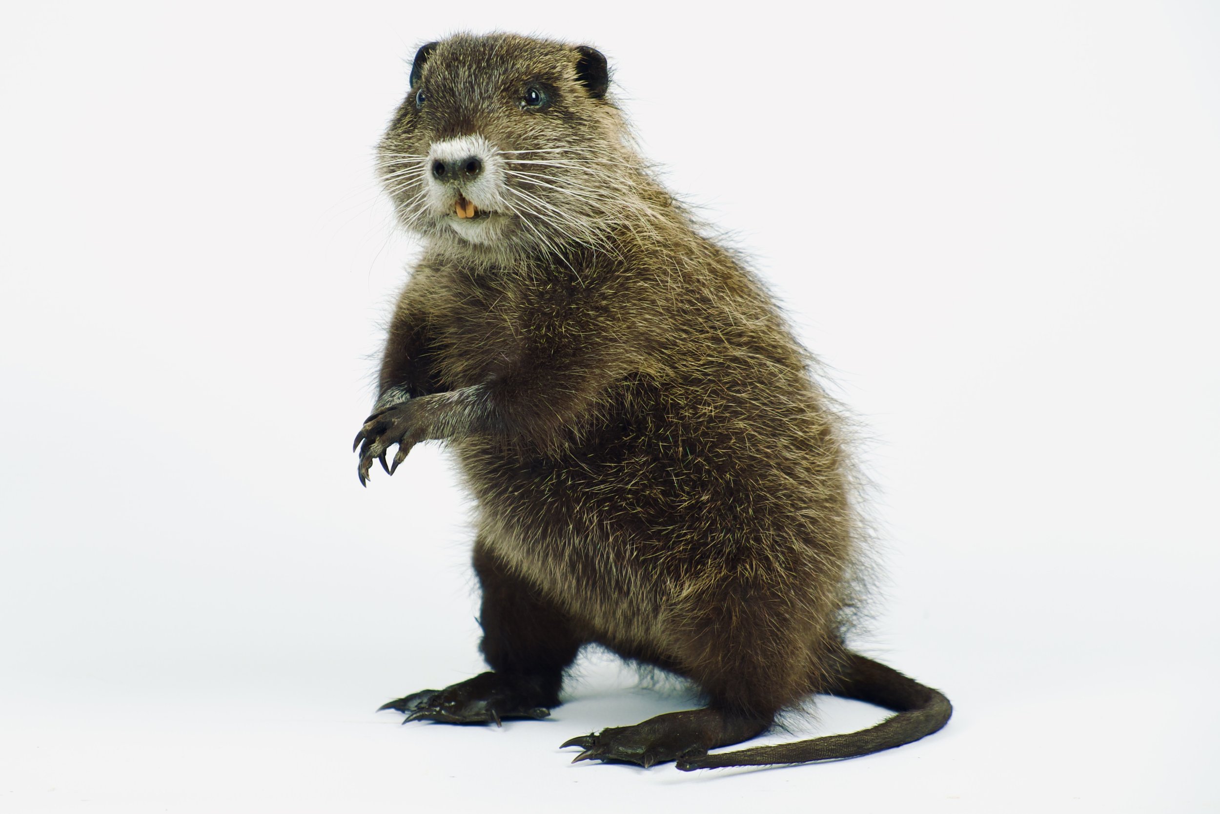 taxidermie nutria