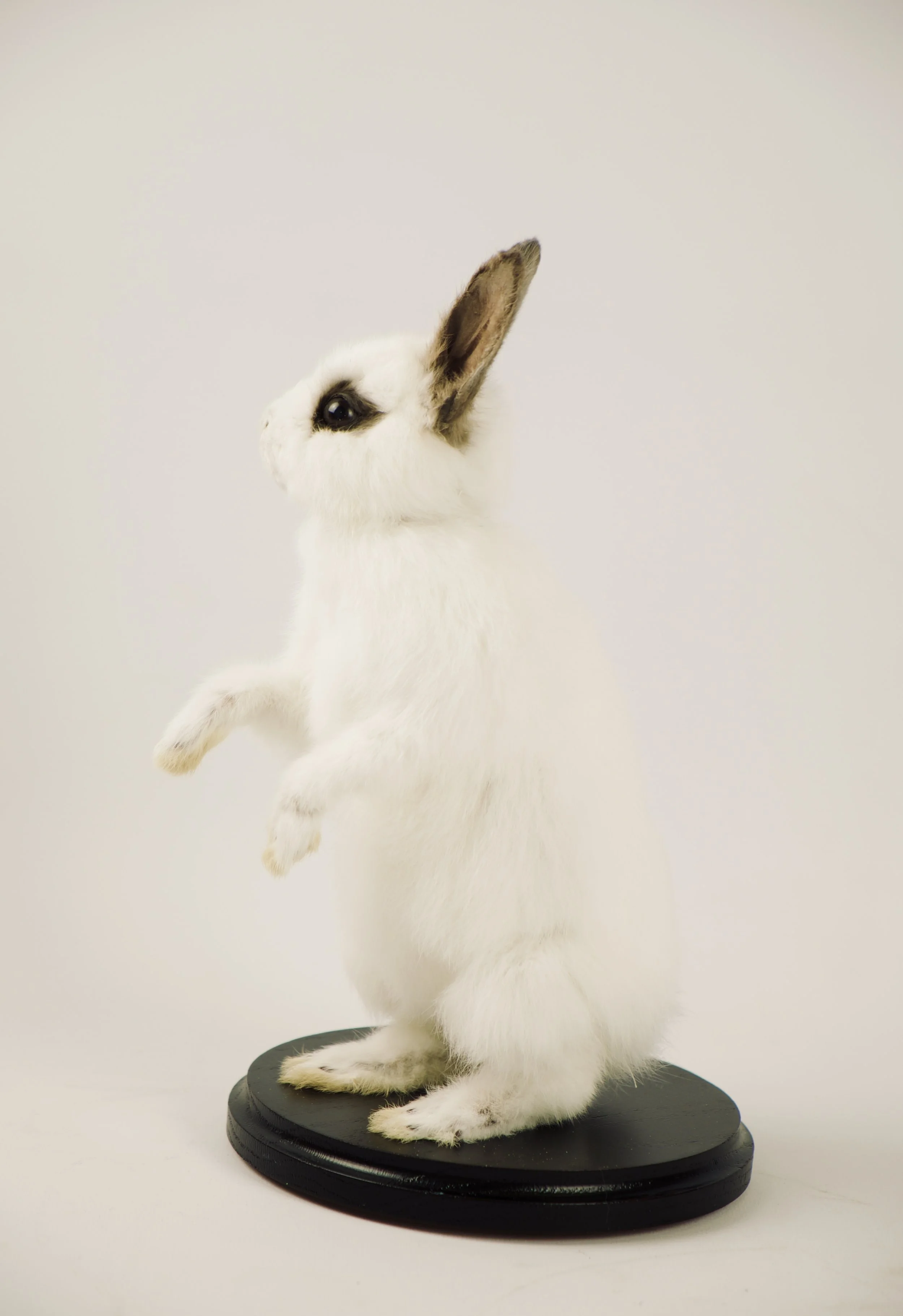 Quality taxidermy of cute white rabbit on two legs - unique stuffed animals by Katja Guilini - Belgium