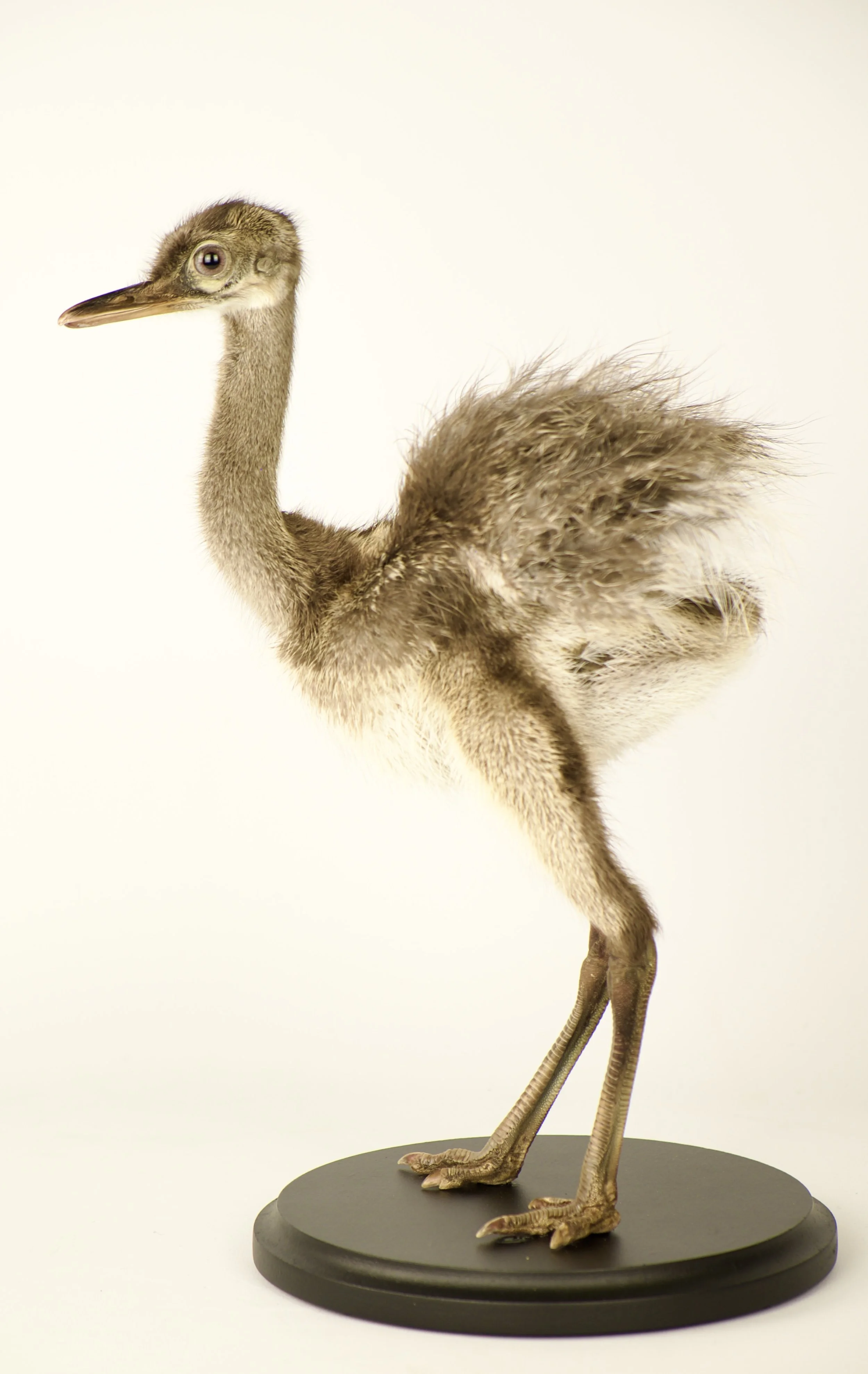 Unique taxidermy rhea chick - handmade by Katja Guilini