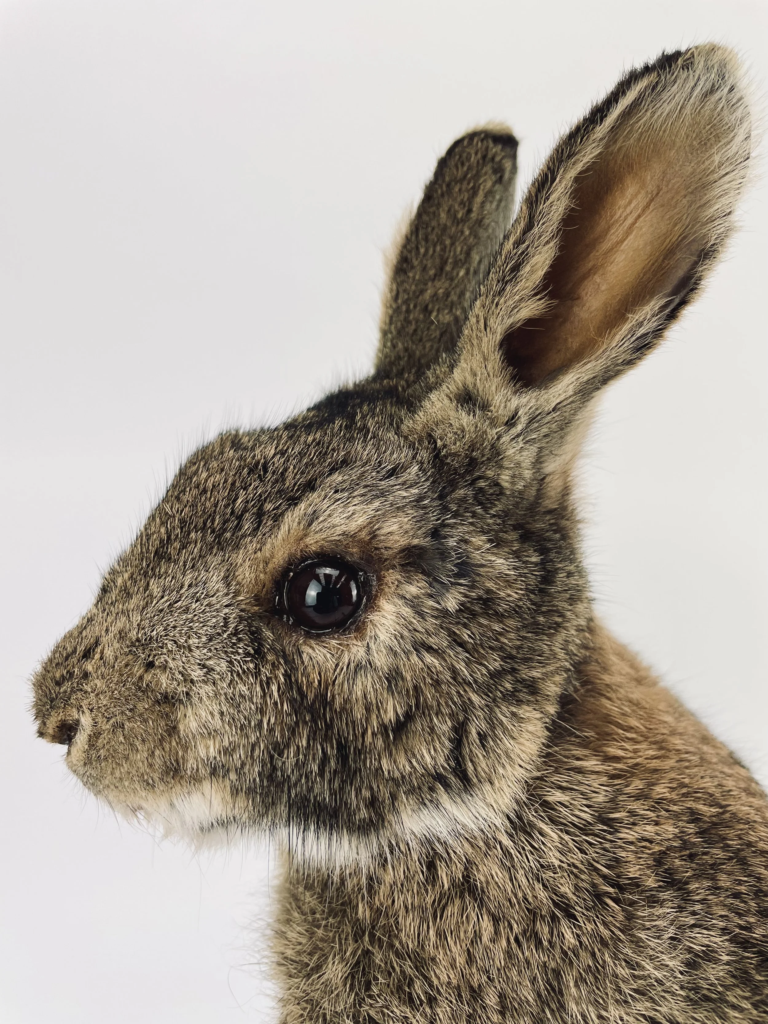 Quality taxidermy of rabbit - unique stuffed animals by Katja Guilini - Belgium