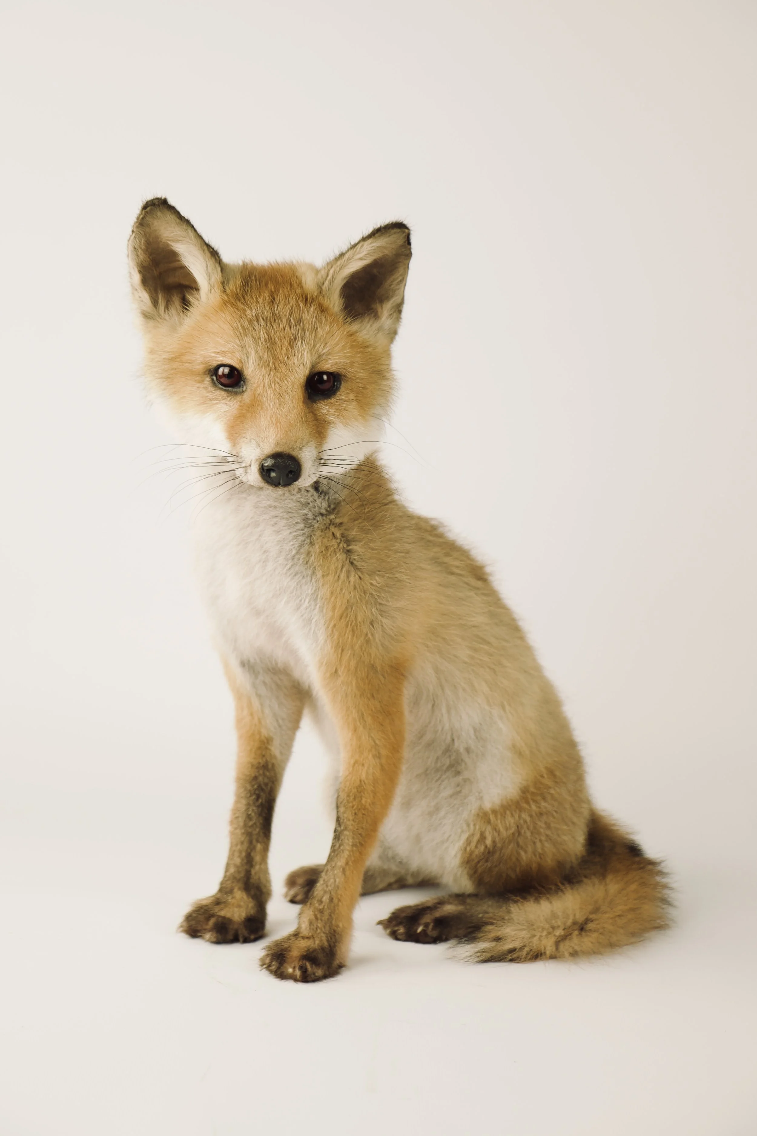 Quality taxidermy of cute fox pup - unique stuffed animals by Katja Guilini - Belgium