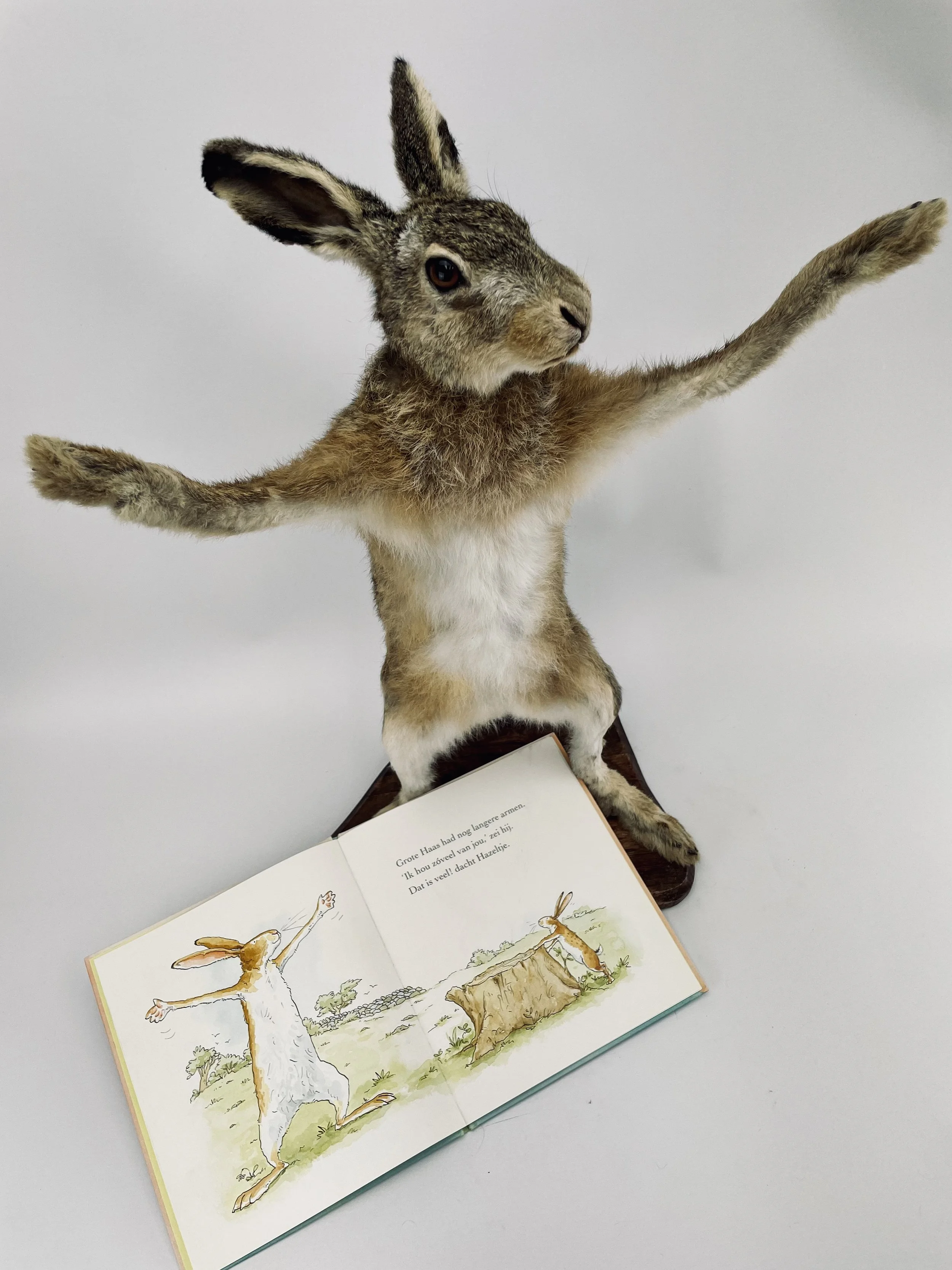 Artistic taxidermy of hare from childrens book  - unique stuffed animals by Katja Guilini - Belgium