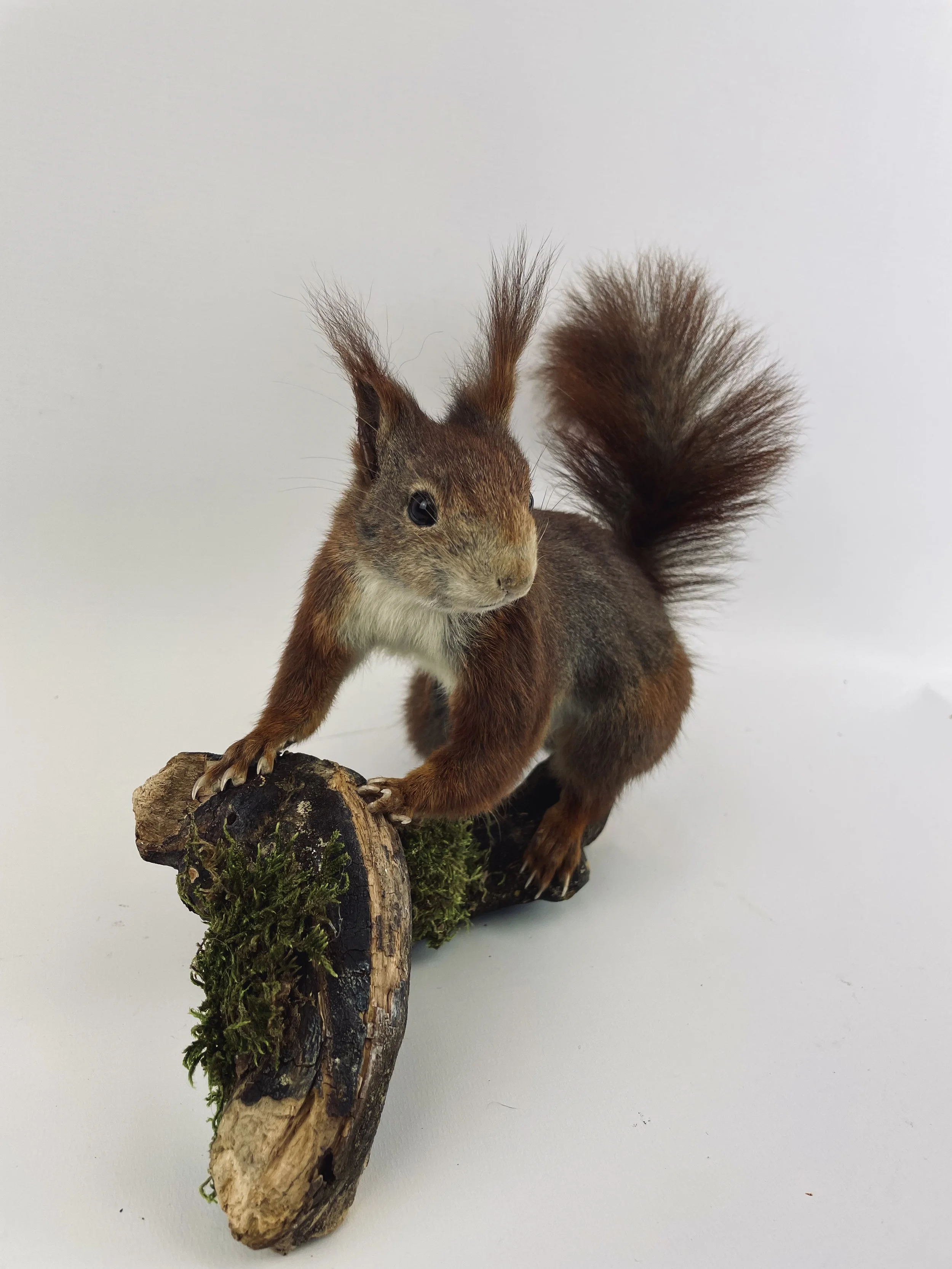 Quality taxidermy of cute squirrel  on branch - unique stuffed animals by Katja Guilini - Belgium