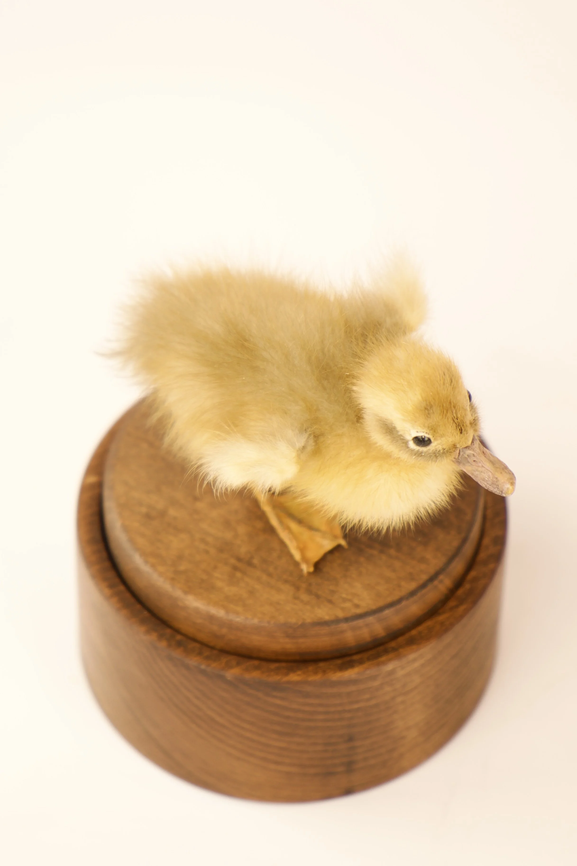 Unique taxidermy music box - handmade by Katja Guilini