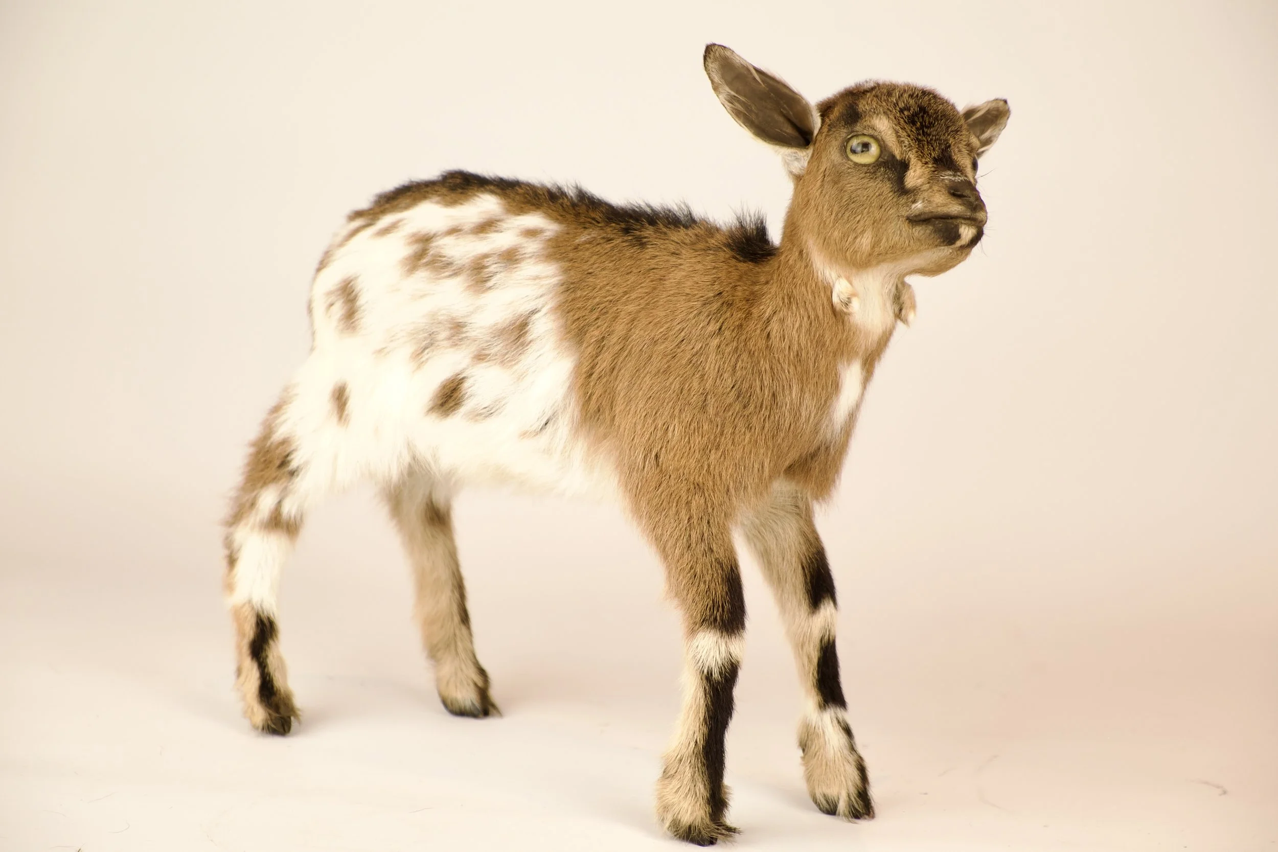 Unieke taxidermie geitje - handgemaakt door Katja Guilini