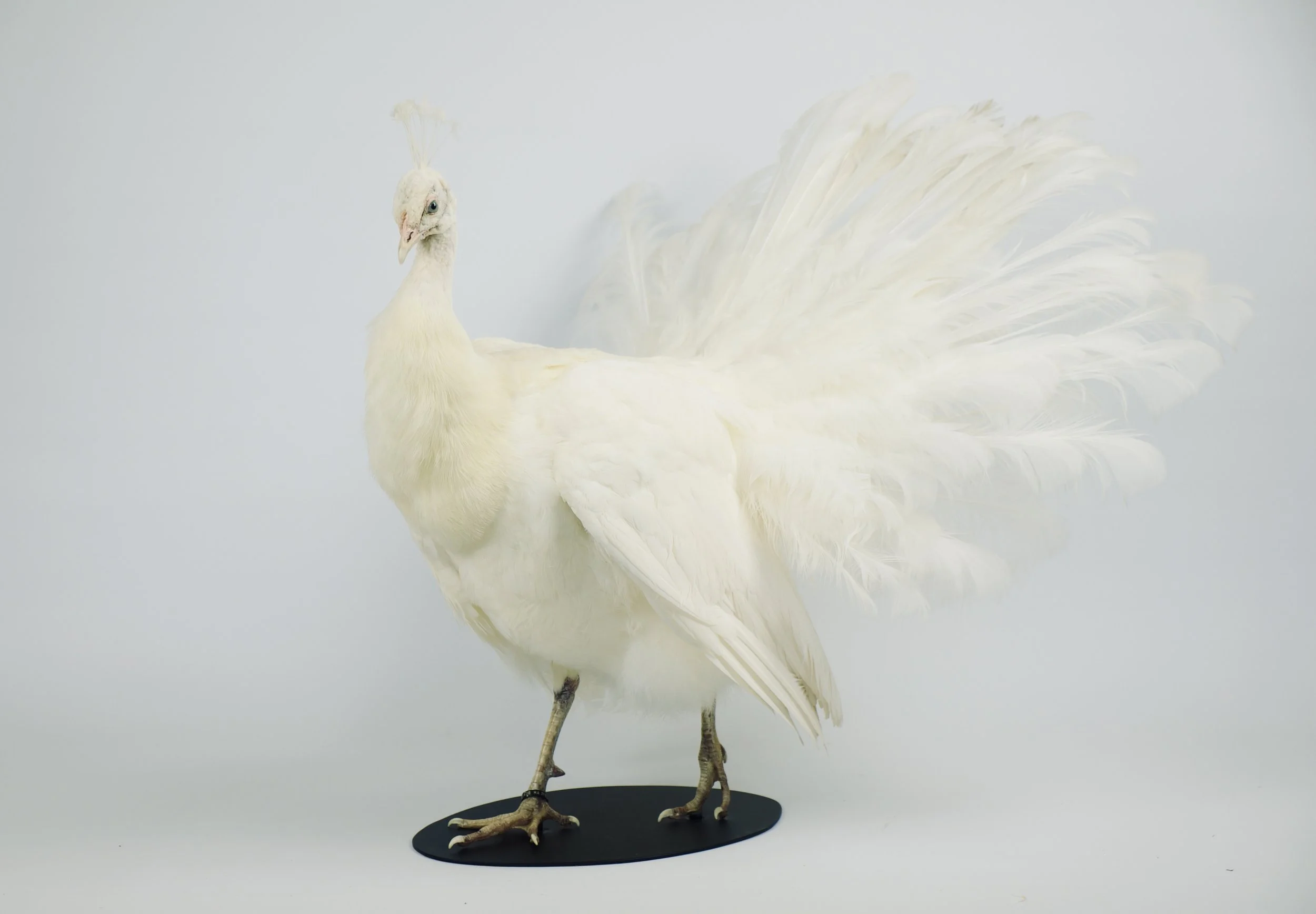 taxidermie pauw