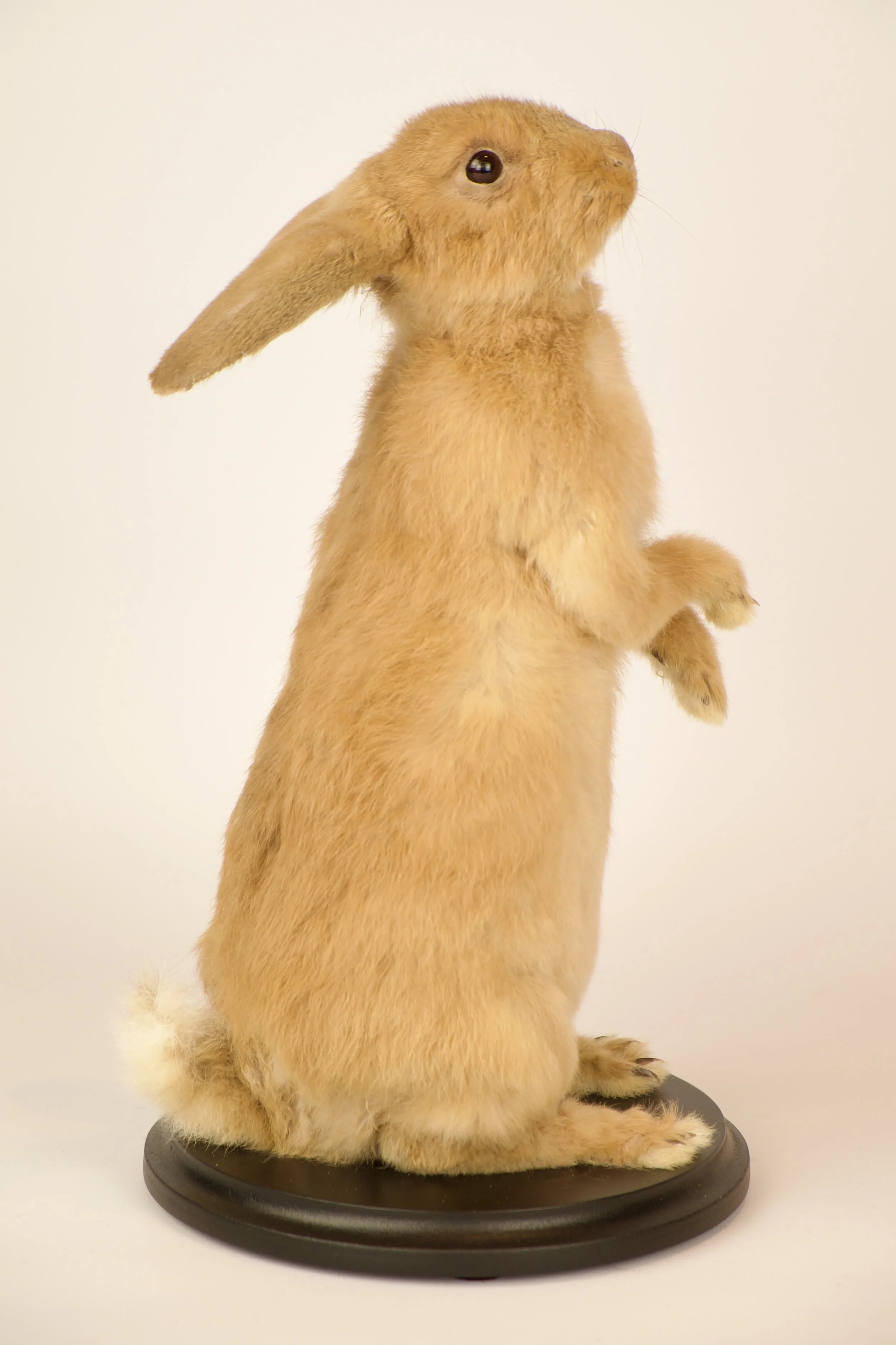 Unieke taxidermie konijn - handgemaakt door Katja Guilini