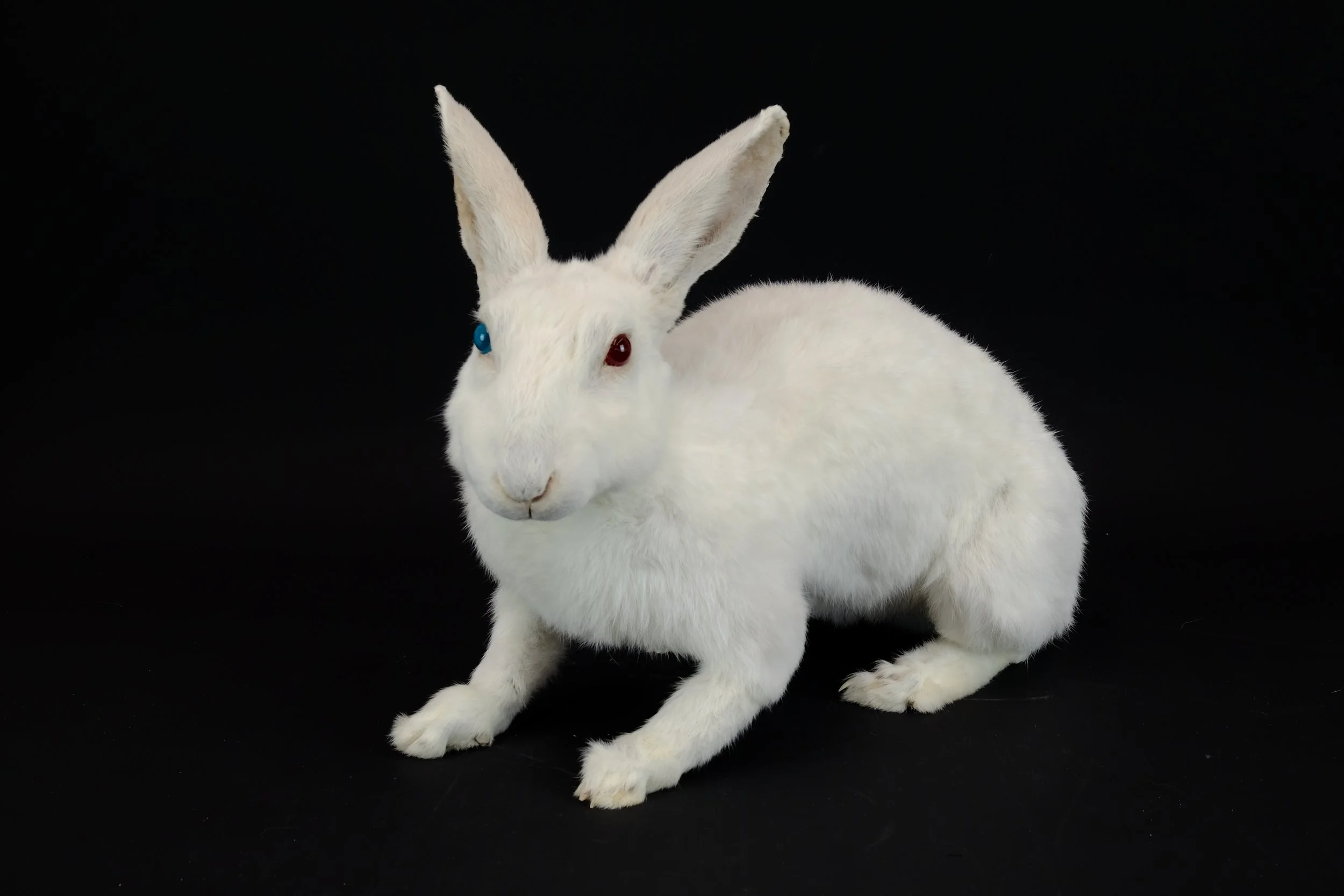 Artistic taxidermy of white rabbit art project - unique stuffed animals by Katja Guilini - Belgium