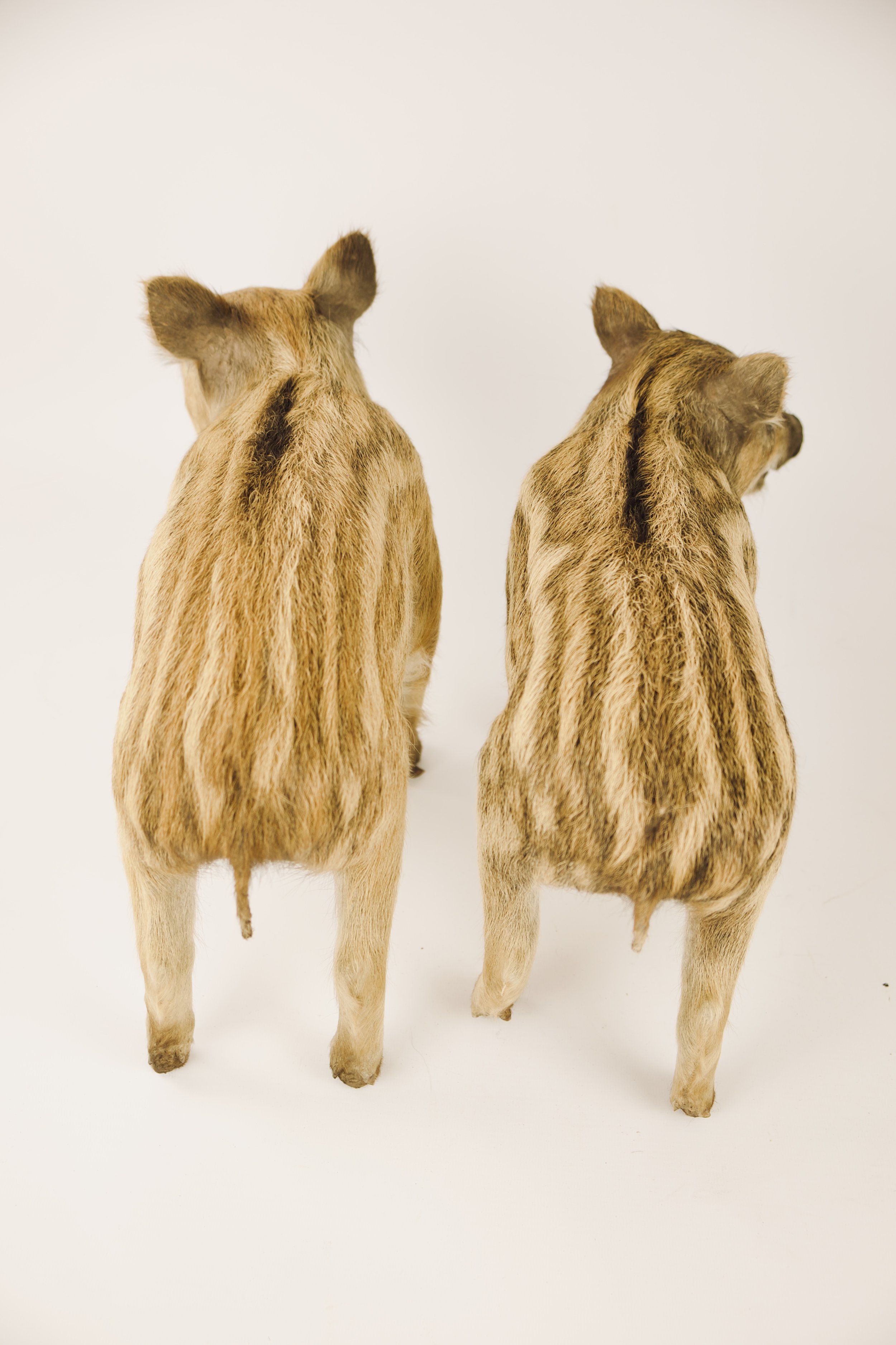 taxidermie everzwijnbig