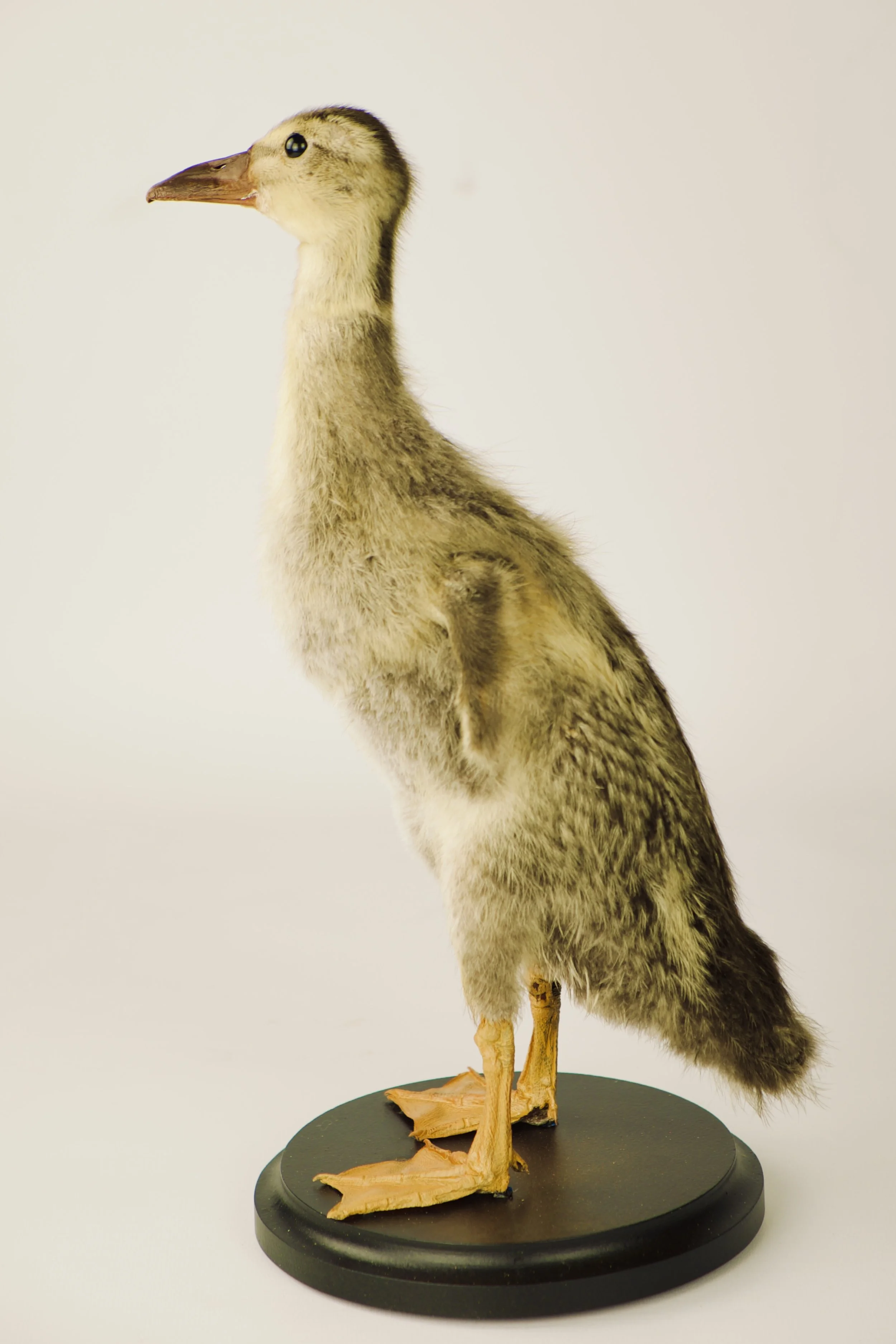 taxidermie loopeend