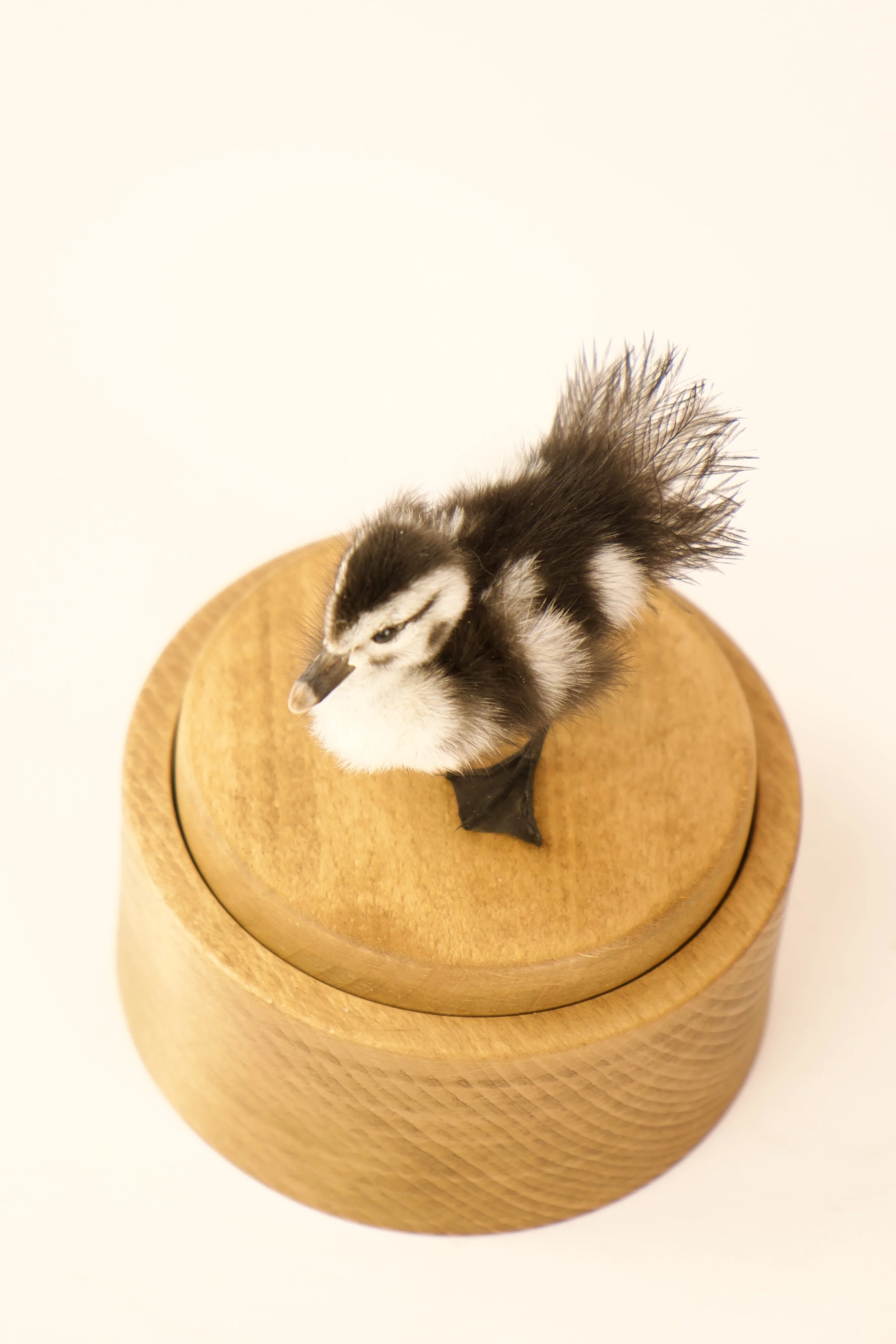 Unique taxidermy music box - handmade by Katja Guilini