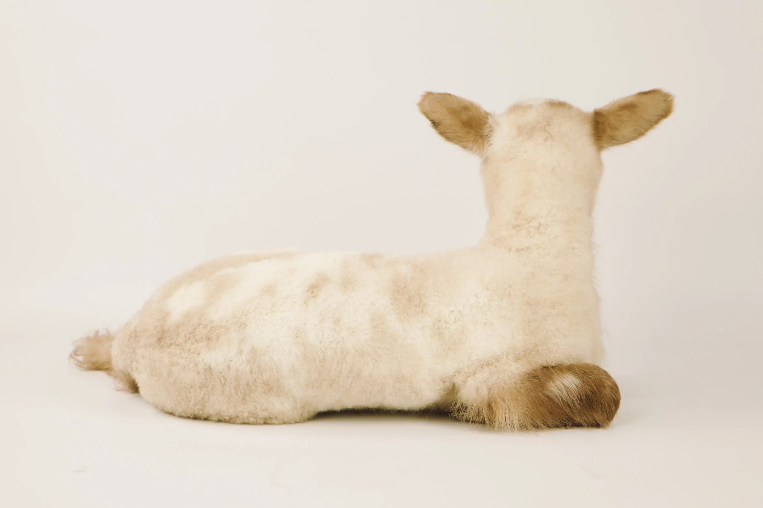 taxidermy lamb
