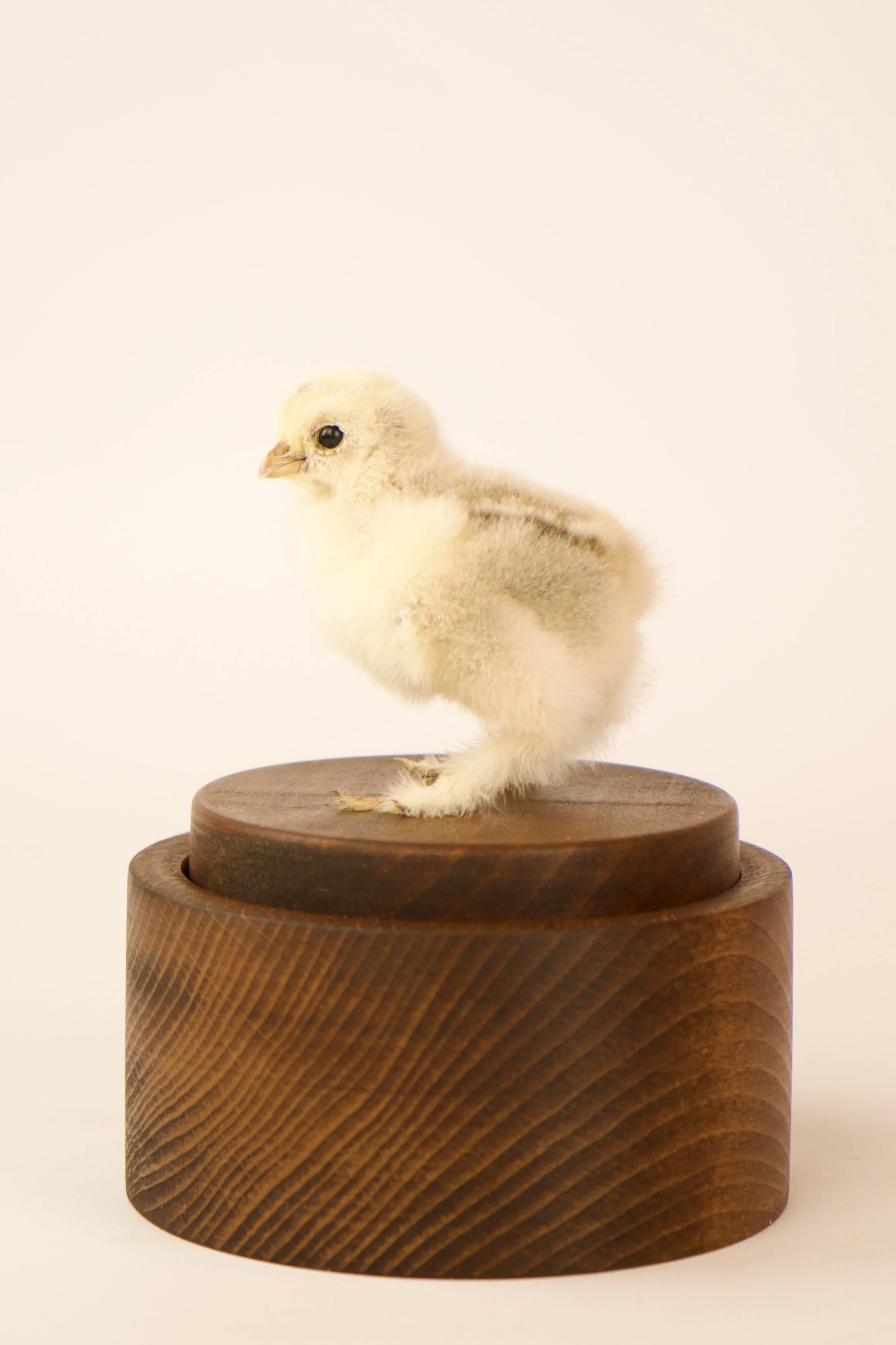 Unique taxidermy music box - handmade by Katja Guilini