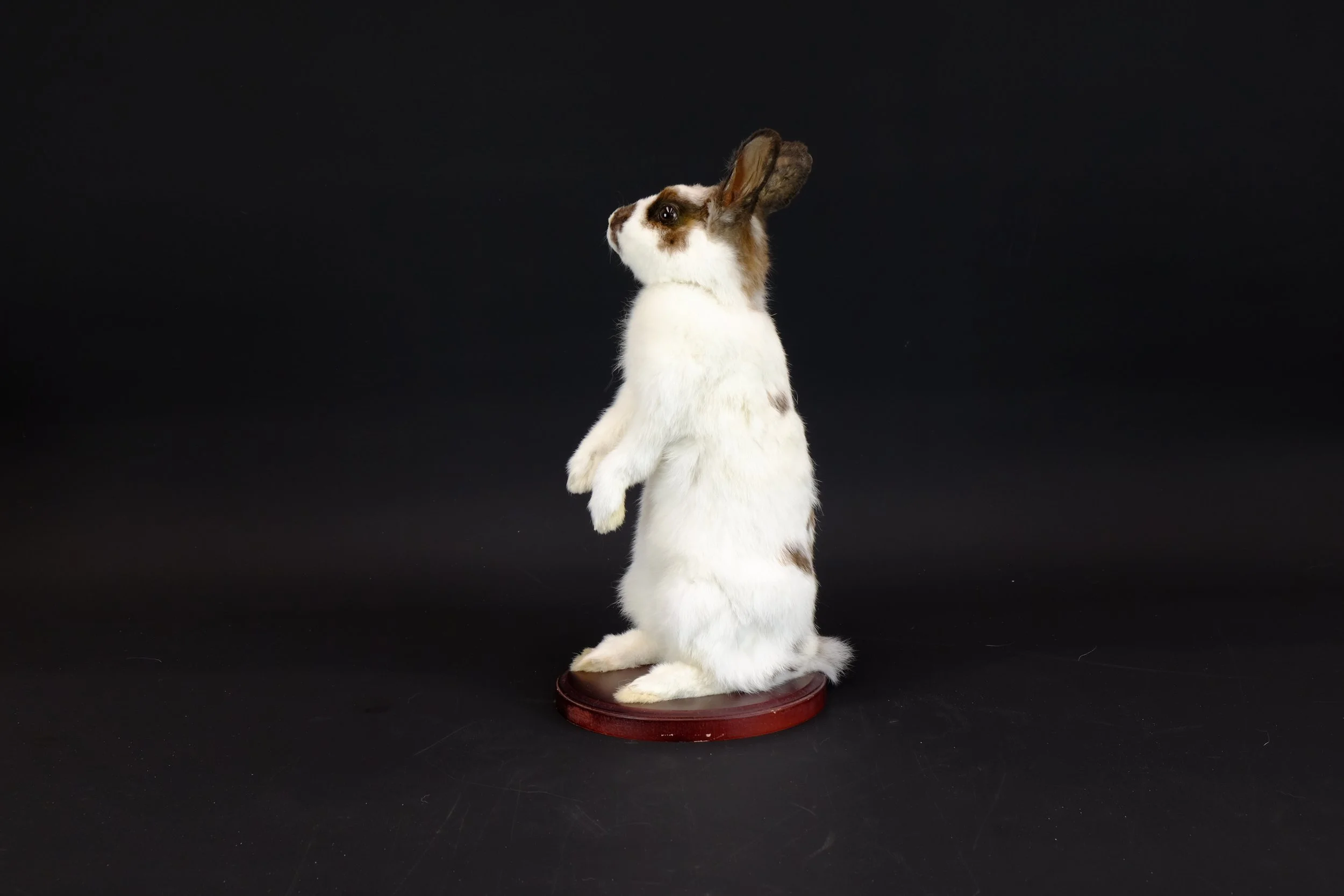 Quality taxidermy of pet rabbit - unique stuffed animals by Katja Guilini - Belgium