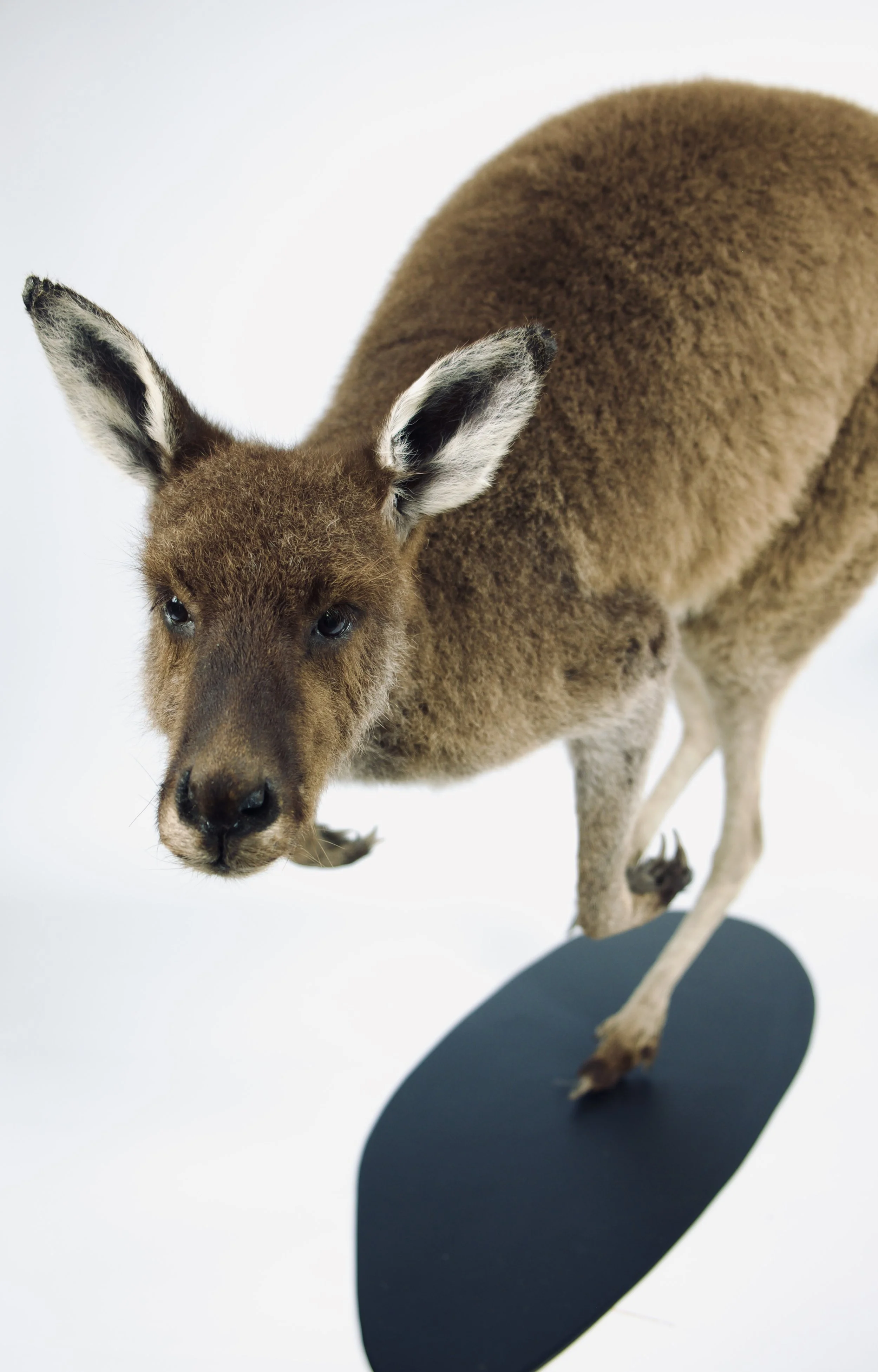 taxidermie kangoeroe