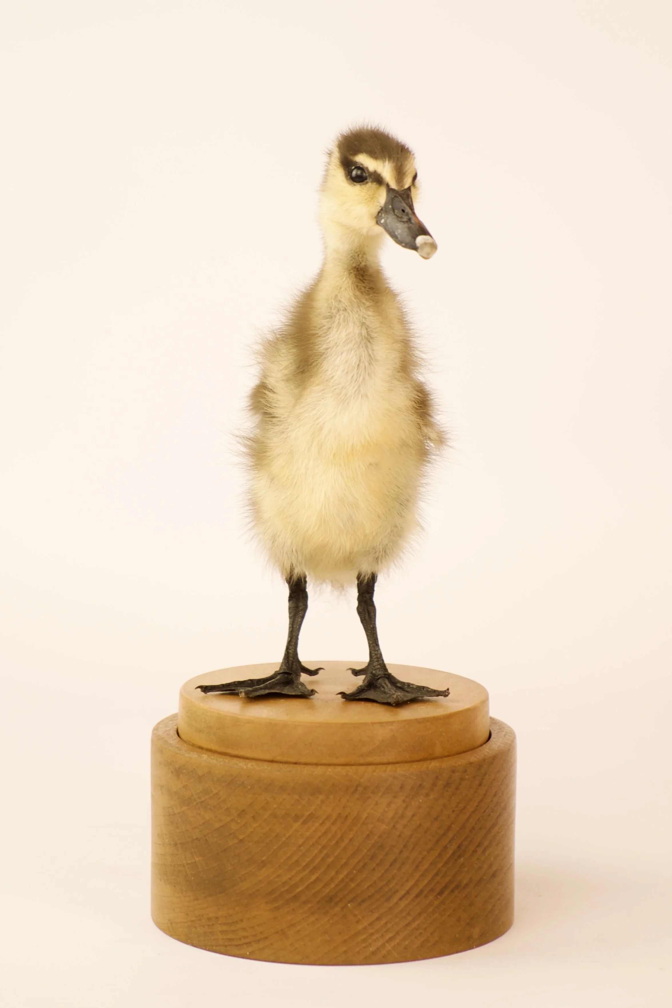 Unieke taxidermie muziekdoos - kuikens - handgemaakt door Katja Guilini