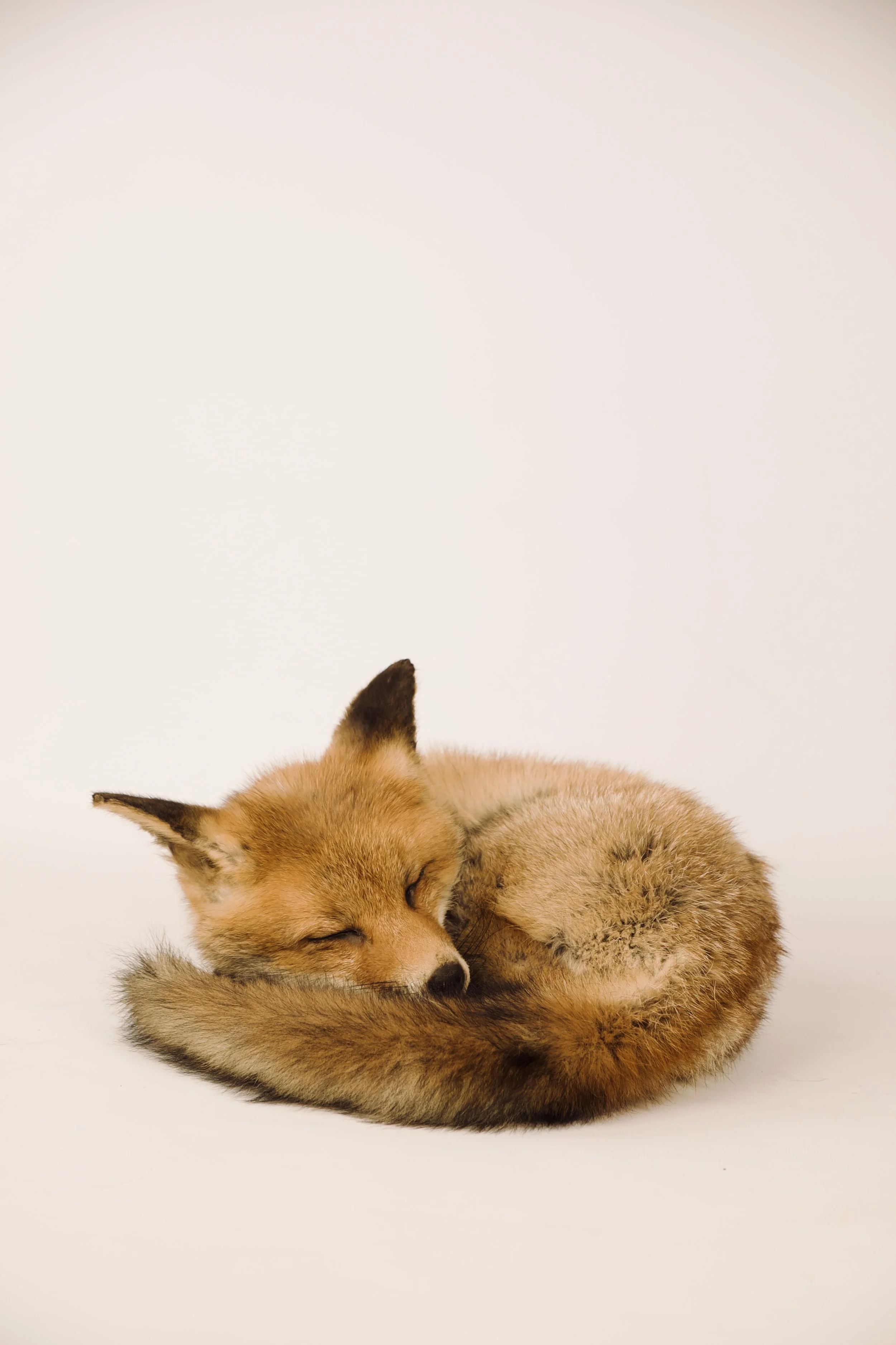 Quality taxidermy of cute sleeping red fox pup - unique stuffed animals by Katja Guilini - Belgium