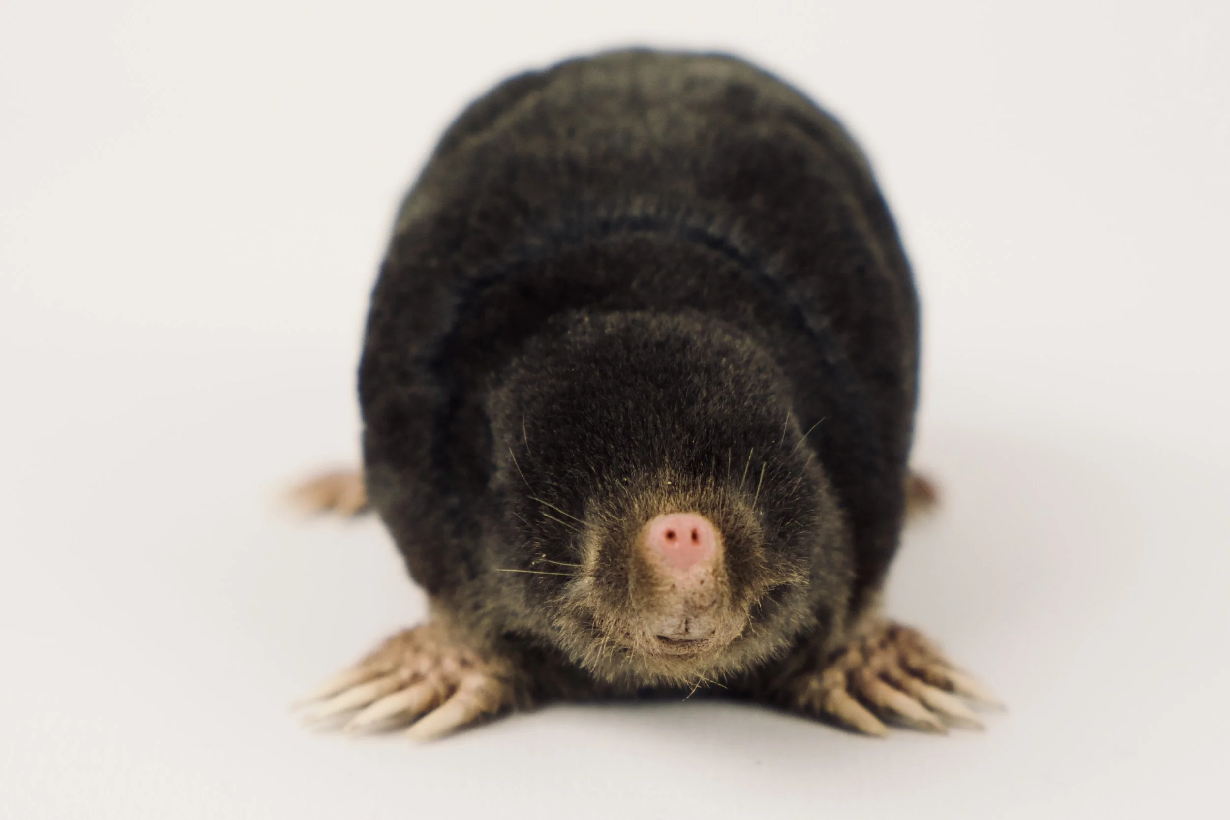 taxidermy mole