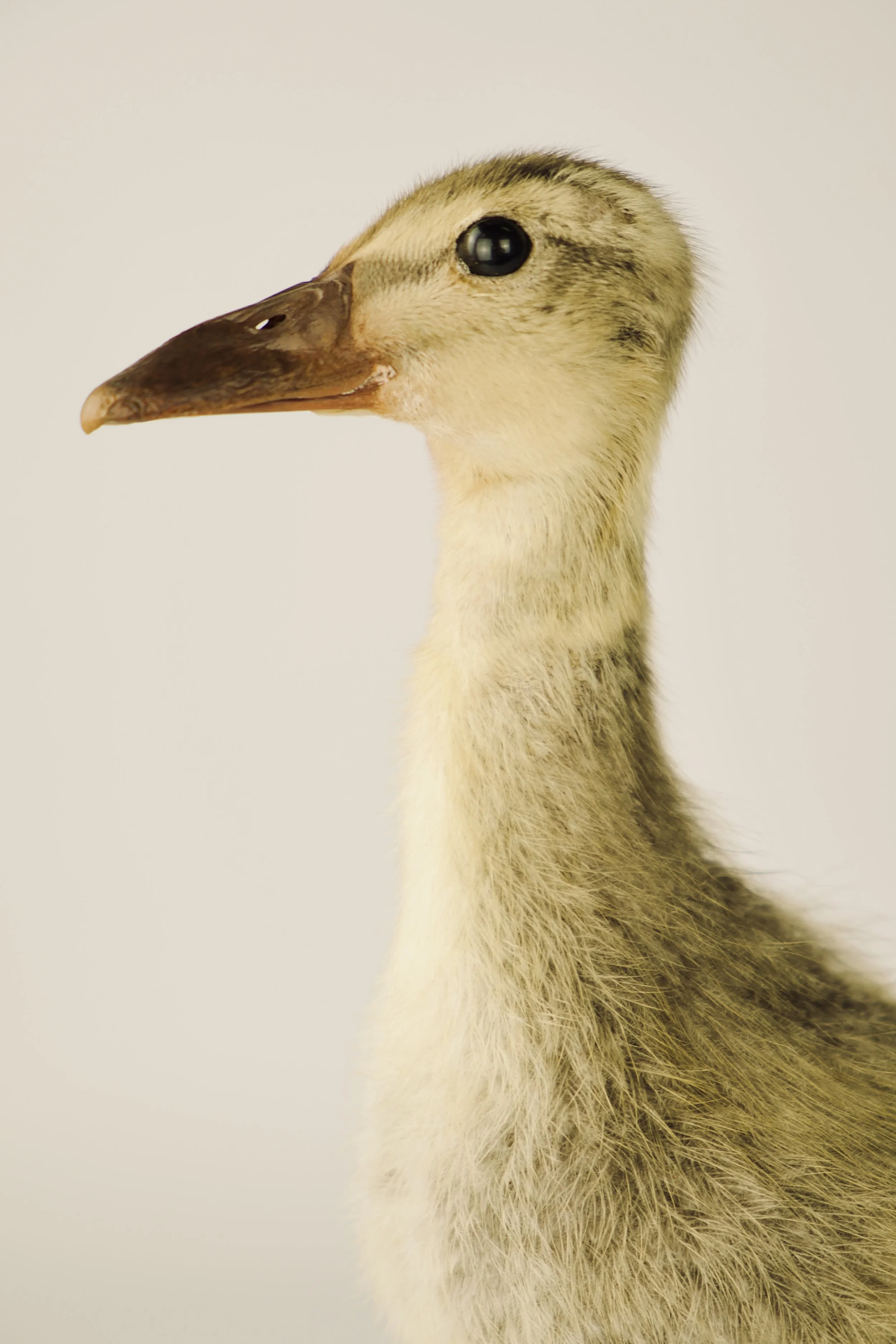 taxidermy runner duck
