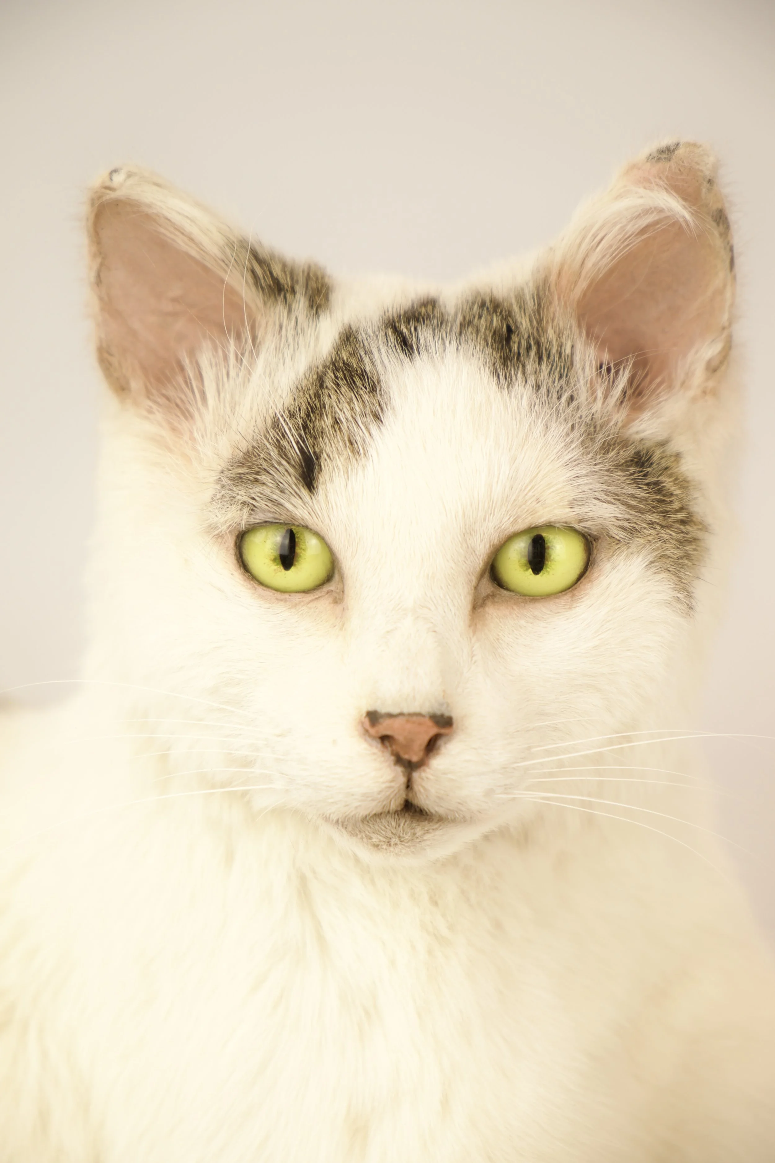 Kwalitatieve taxidermie van kat - unieke opgezette dieren door Katja Guilini - België