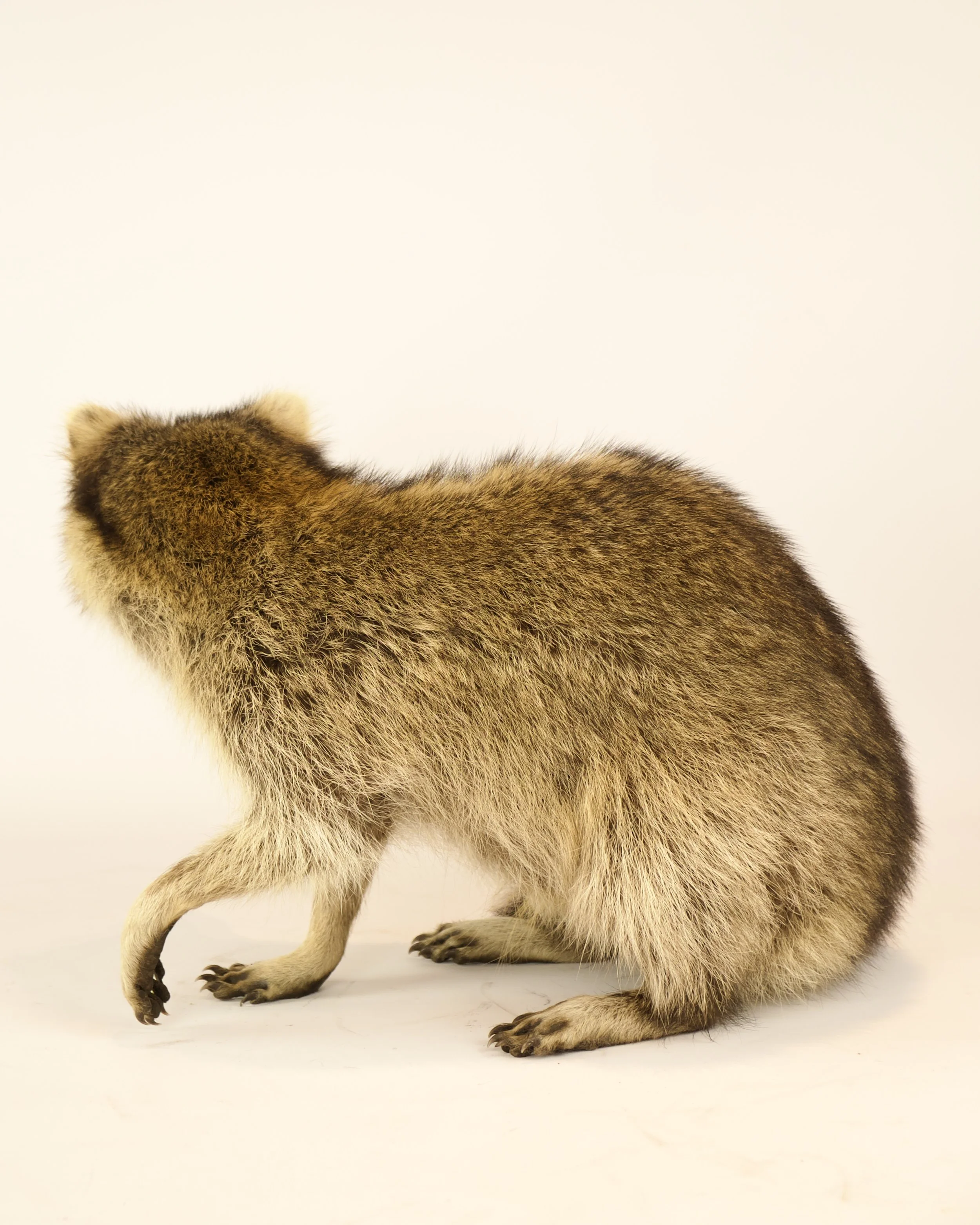 Unique taxidermy raccoon - handmade by Katja Guilini