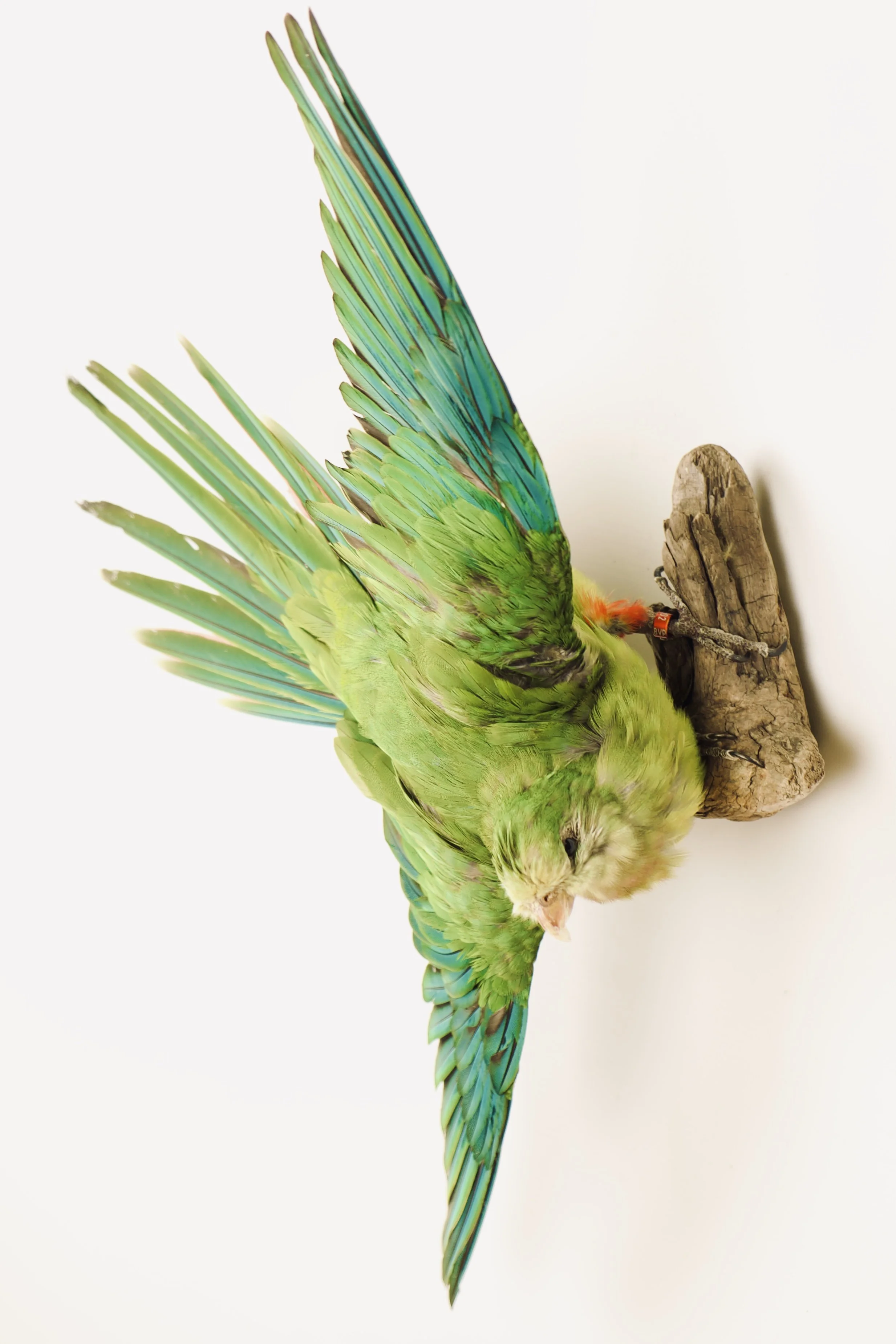 taxidermie parkiet