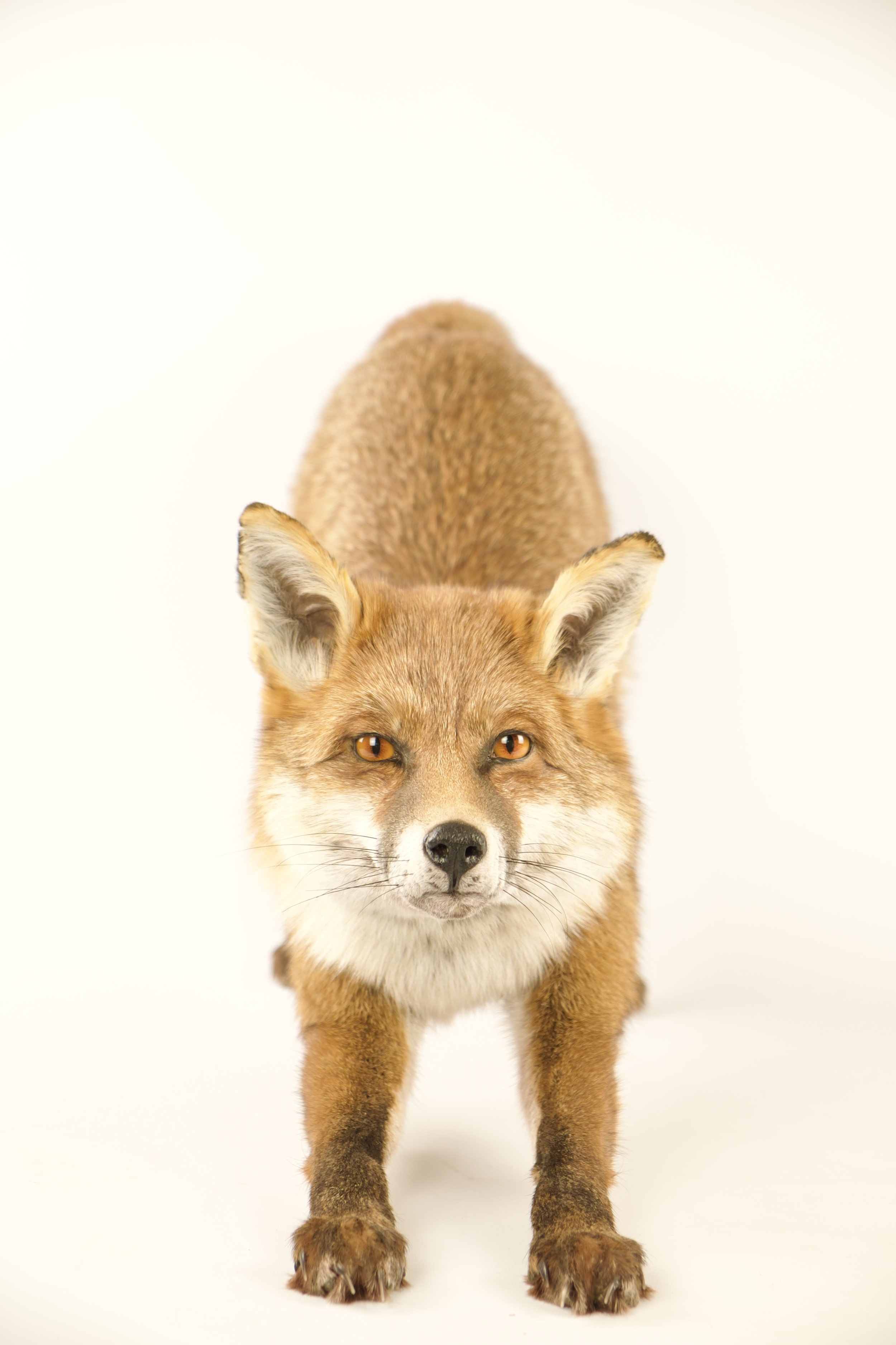 taxidermie vos