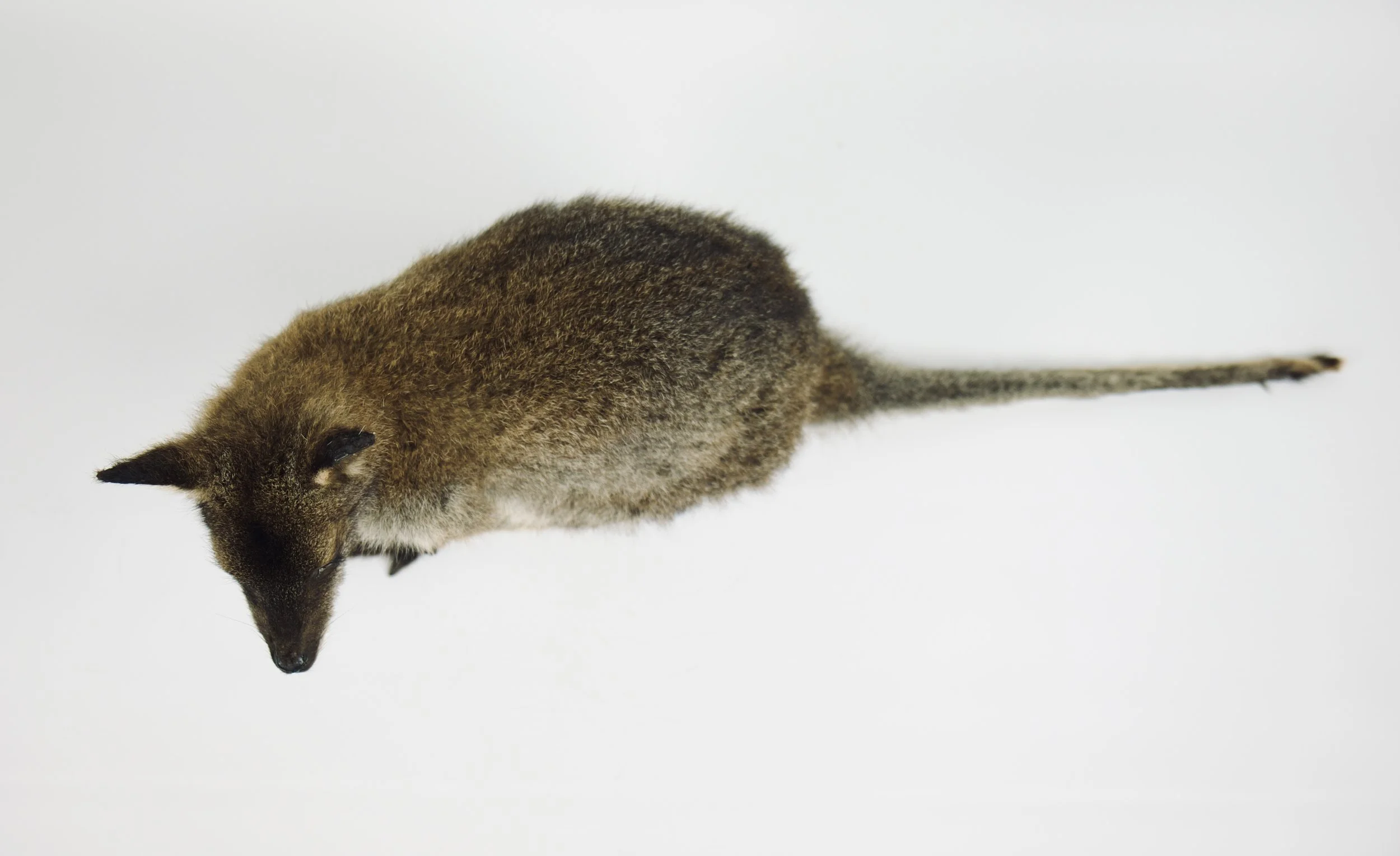 taxidermie wallabie