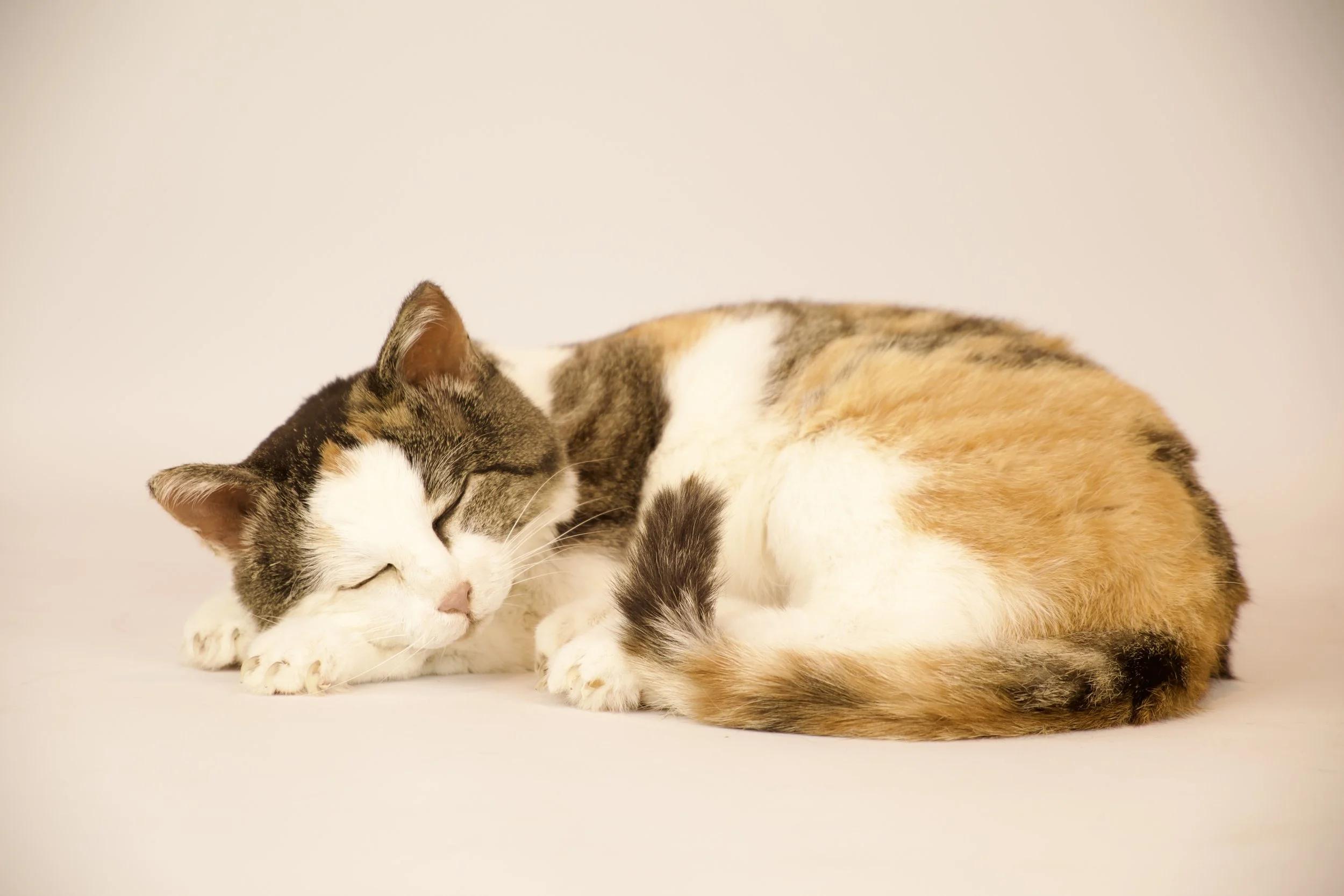 Quality taxidermy of sleeping cat - unique stuffed animals by Katja Guilini - Belgium