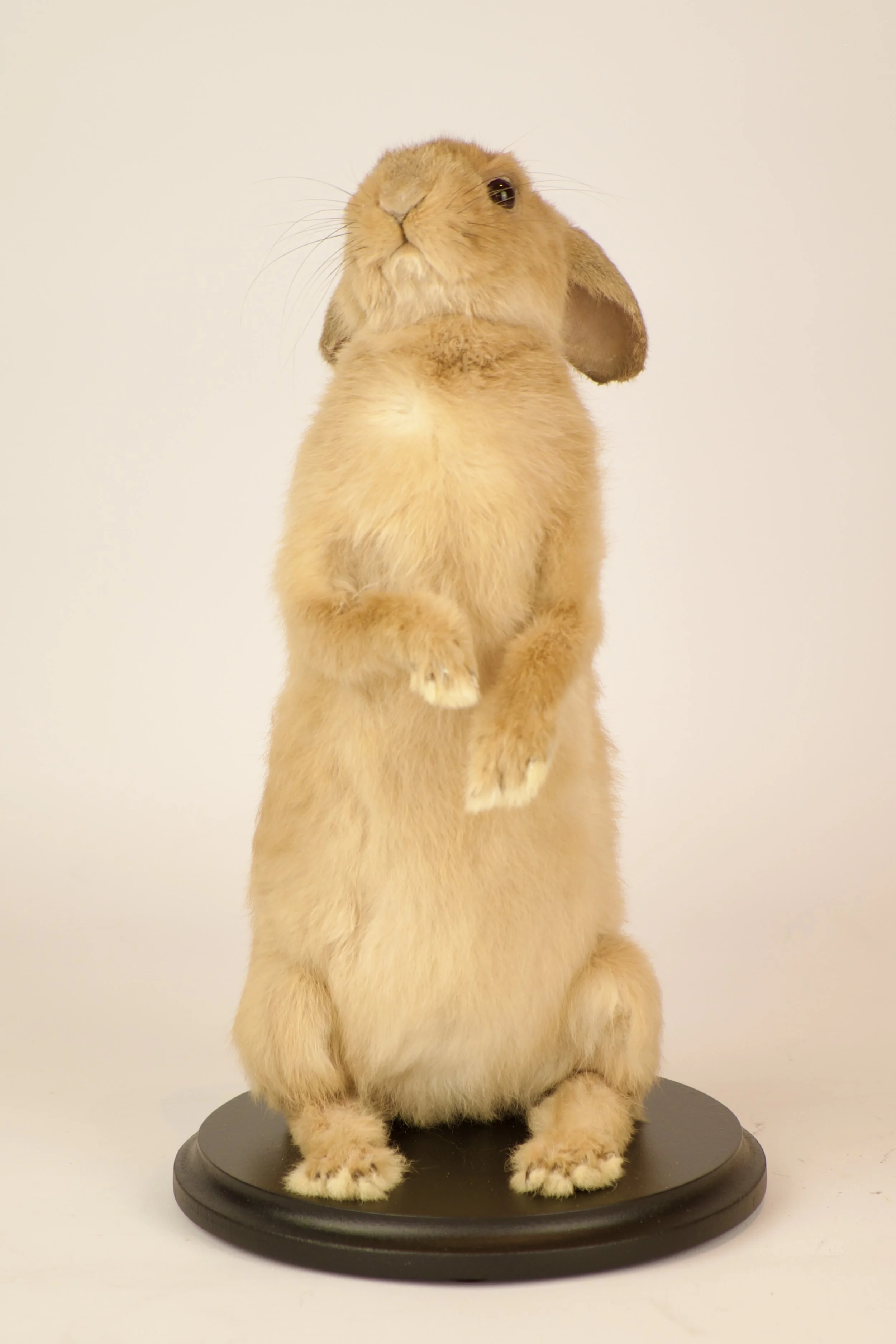 Unieke taxidermie konijn - handgemaakt door Katja Guilini