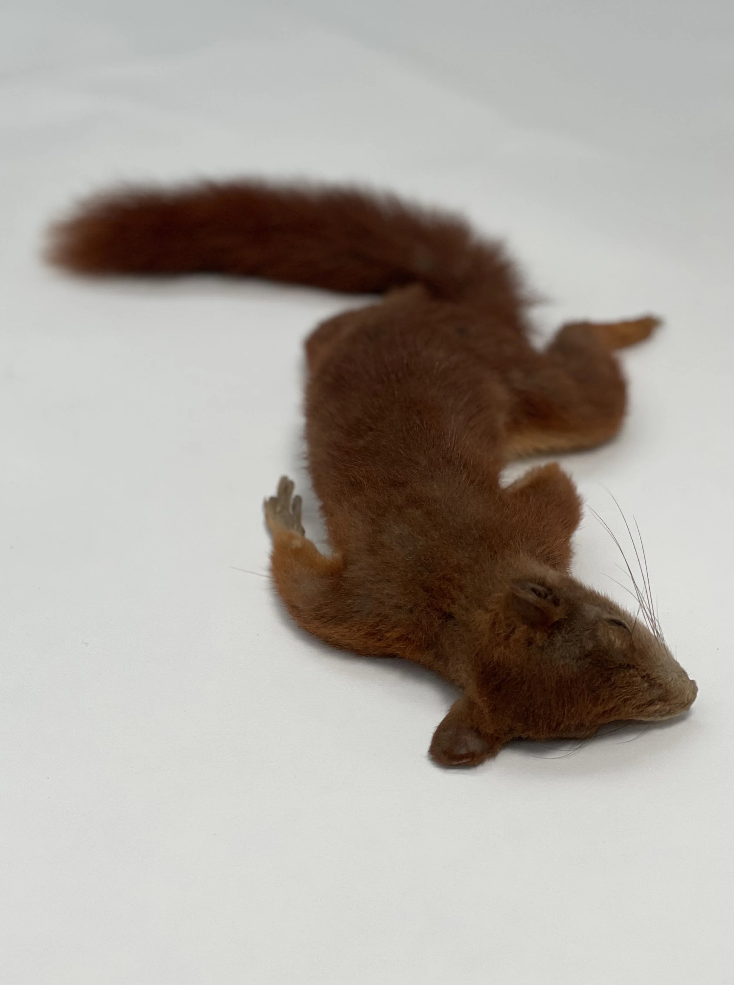Artistic taxidermy of dead squirrel - unique stuffed animals by Katja Guilini - Belgium