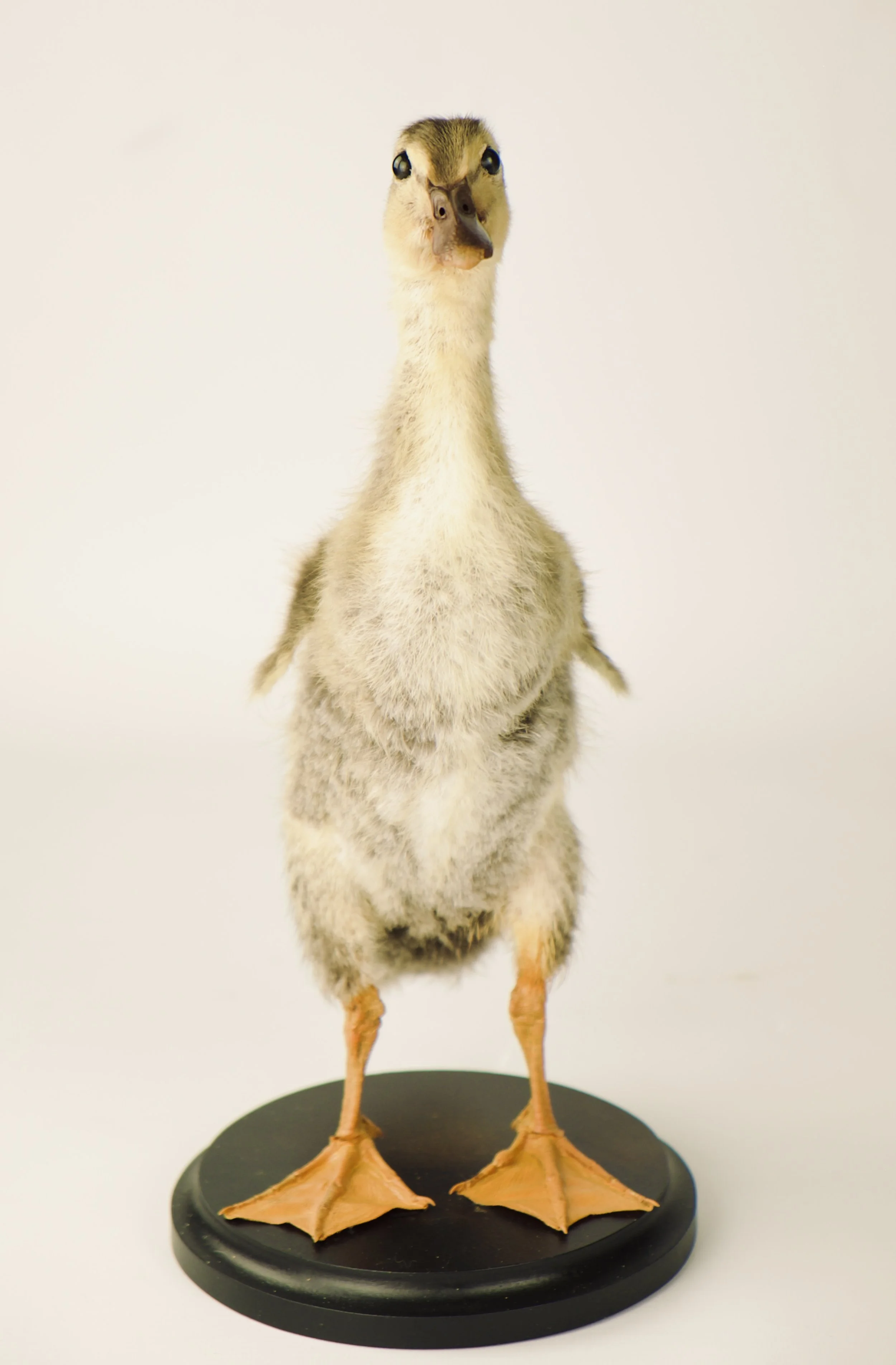 taxidermy runner duck